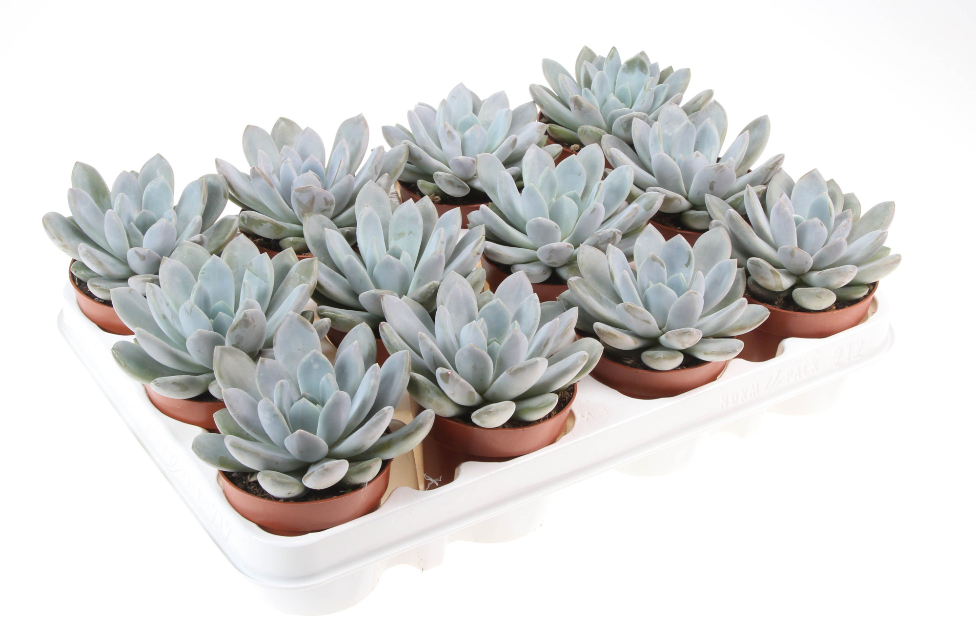 Echeveria Linda, D 8,5