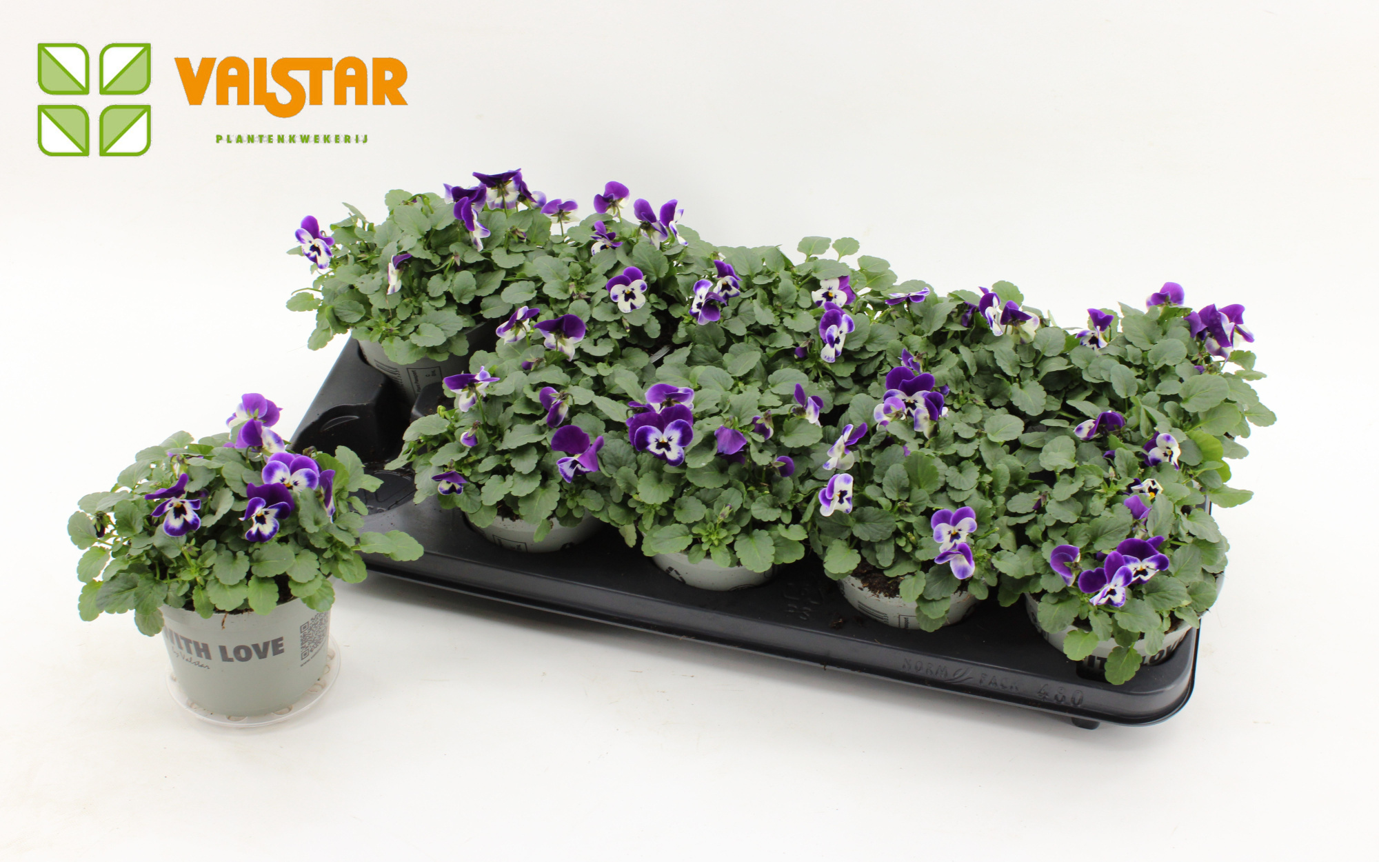 VIOLA CORNUTA DELTINI Violet Face, D 12