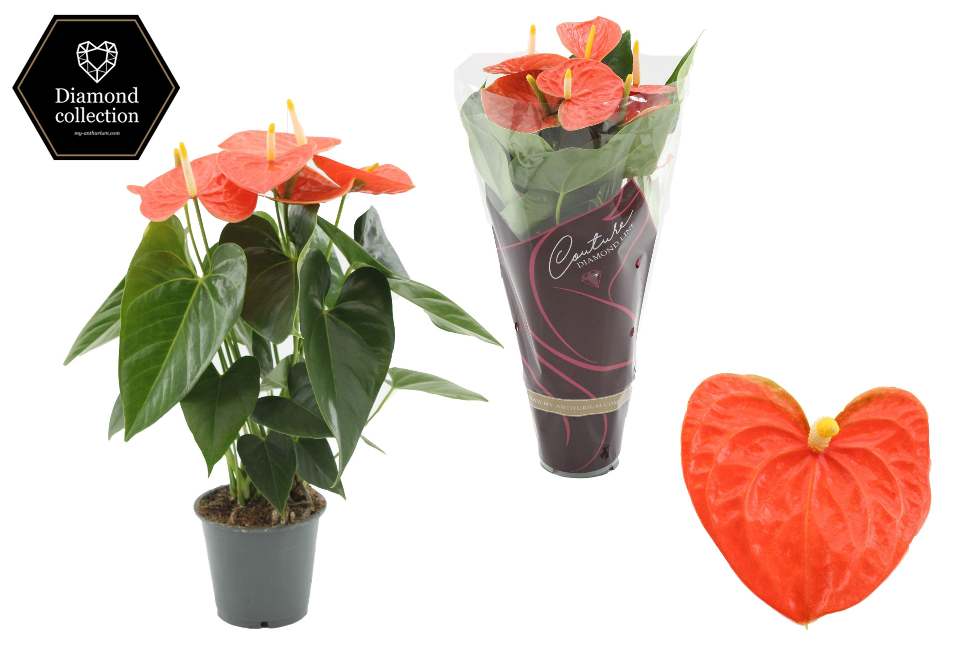 Anthurium 12 cm Prince of Orange in Couture Diamond Line sleeve, D 12 cm