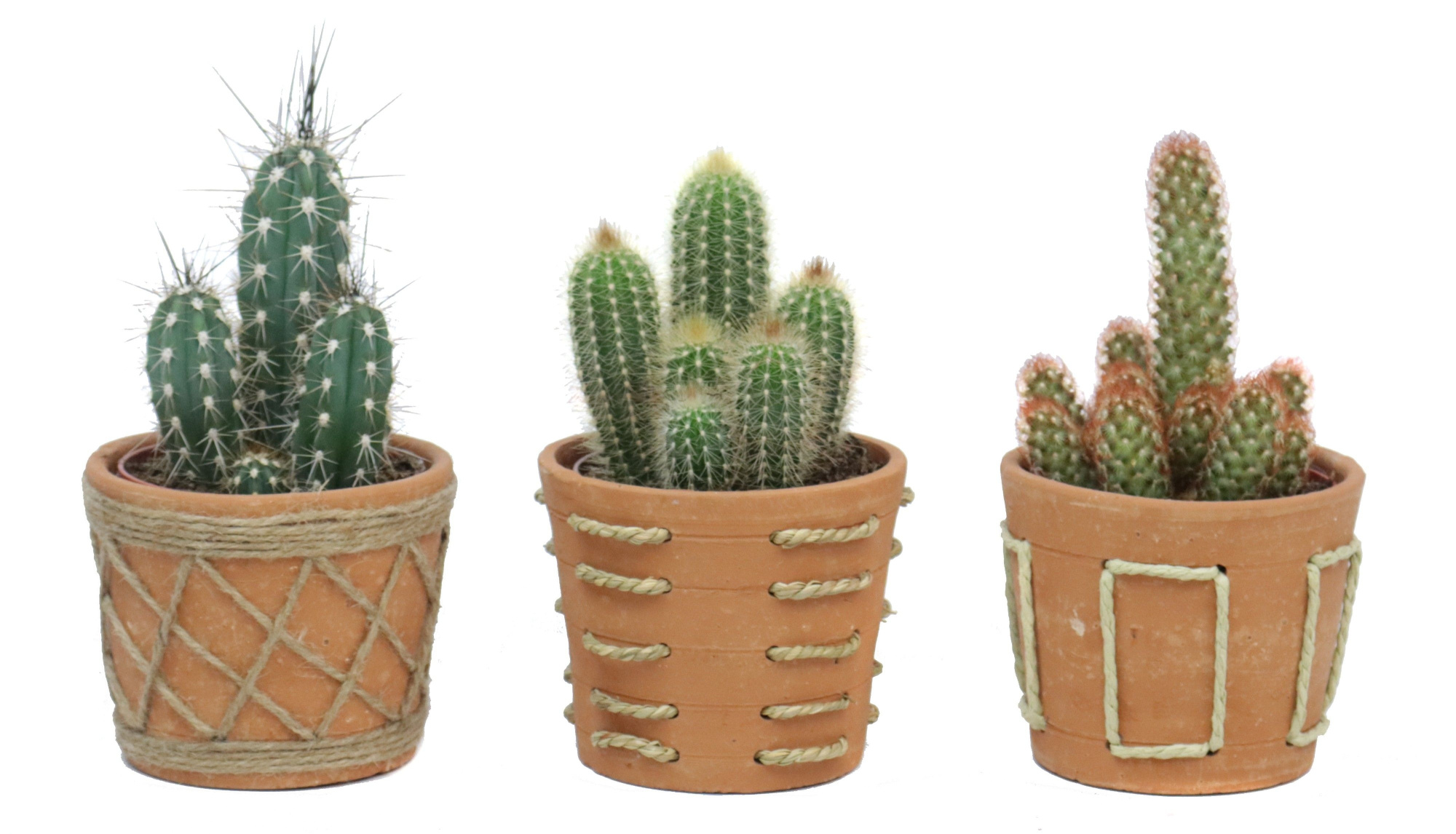 Cactus 12 cm in anaga pot, D 14 cm
