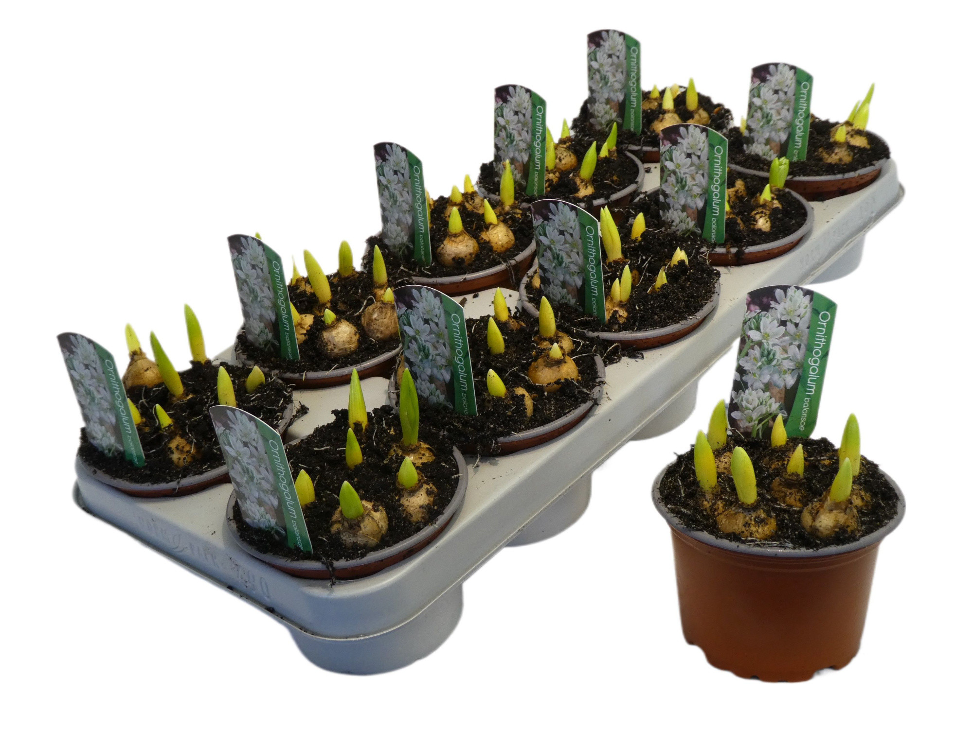 Ornithogalum balansea, D 12