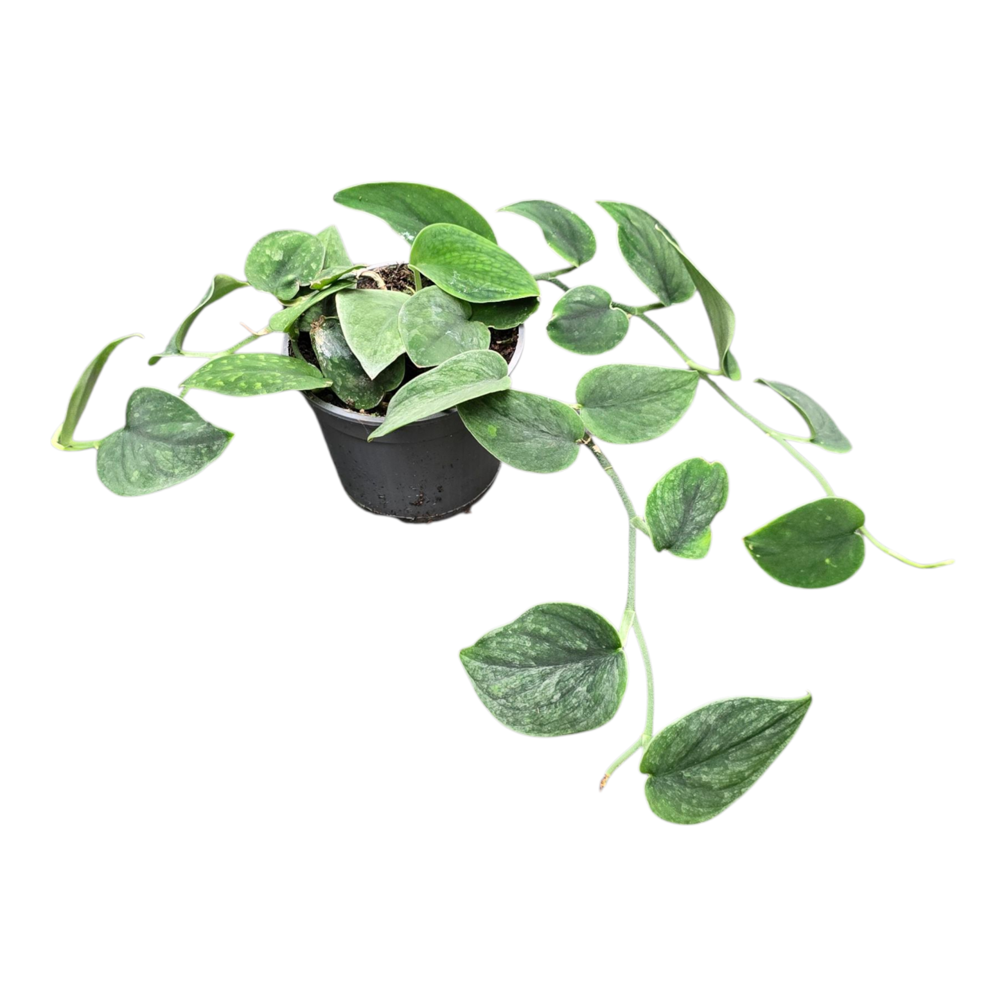 Scindapsus sp. Borneo, D 9 cm