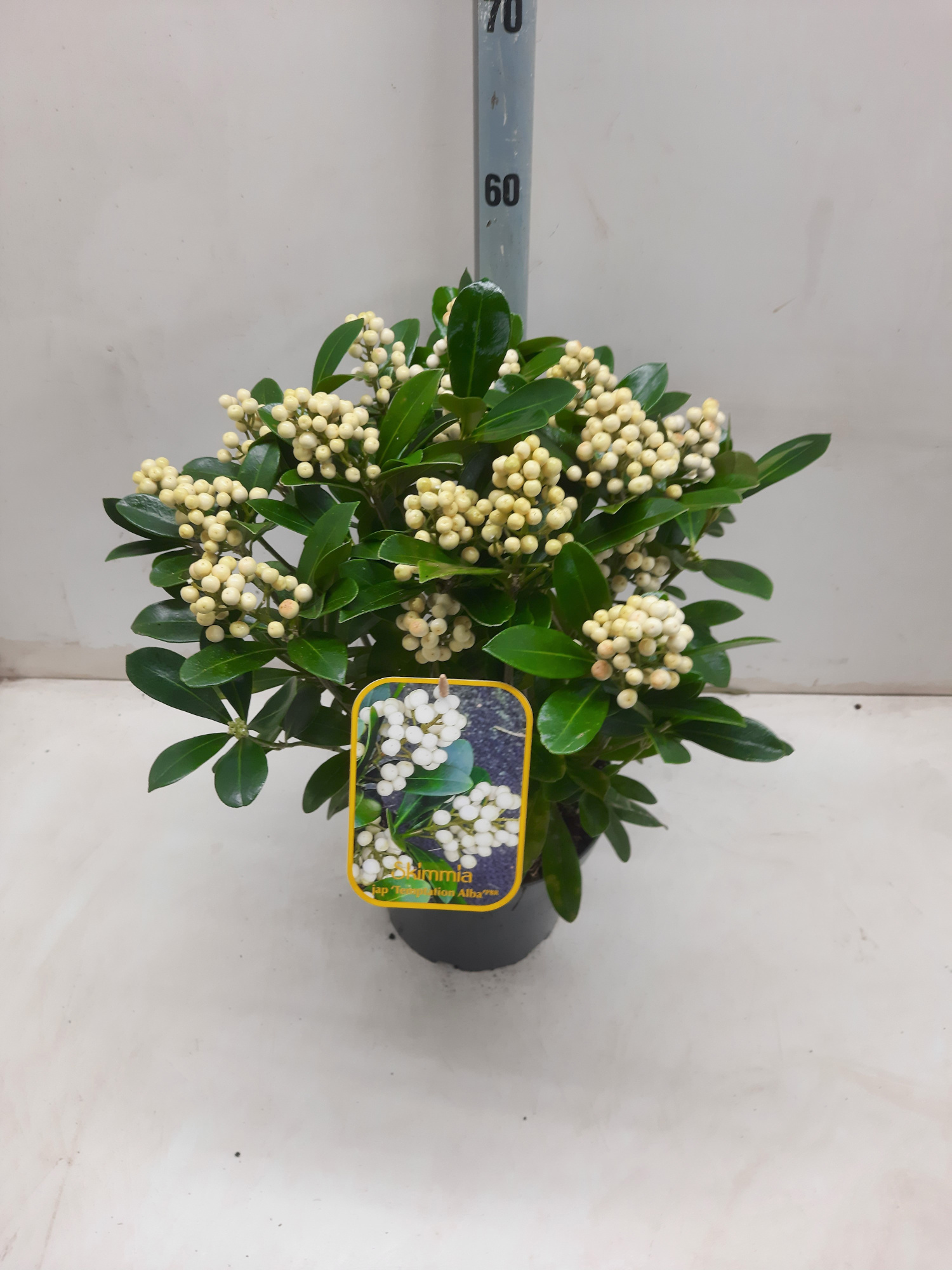 Skimmia jap. Temptasion Alba(kopie), D 23 cm
