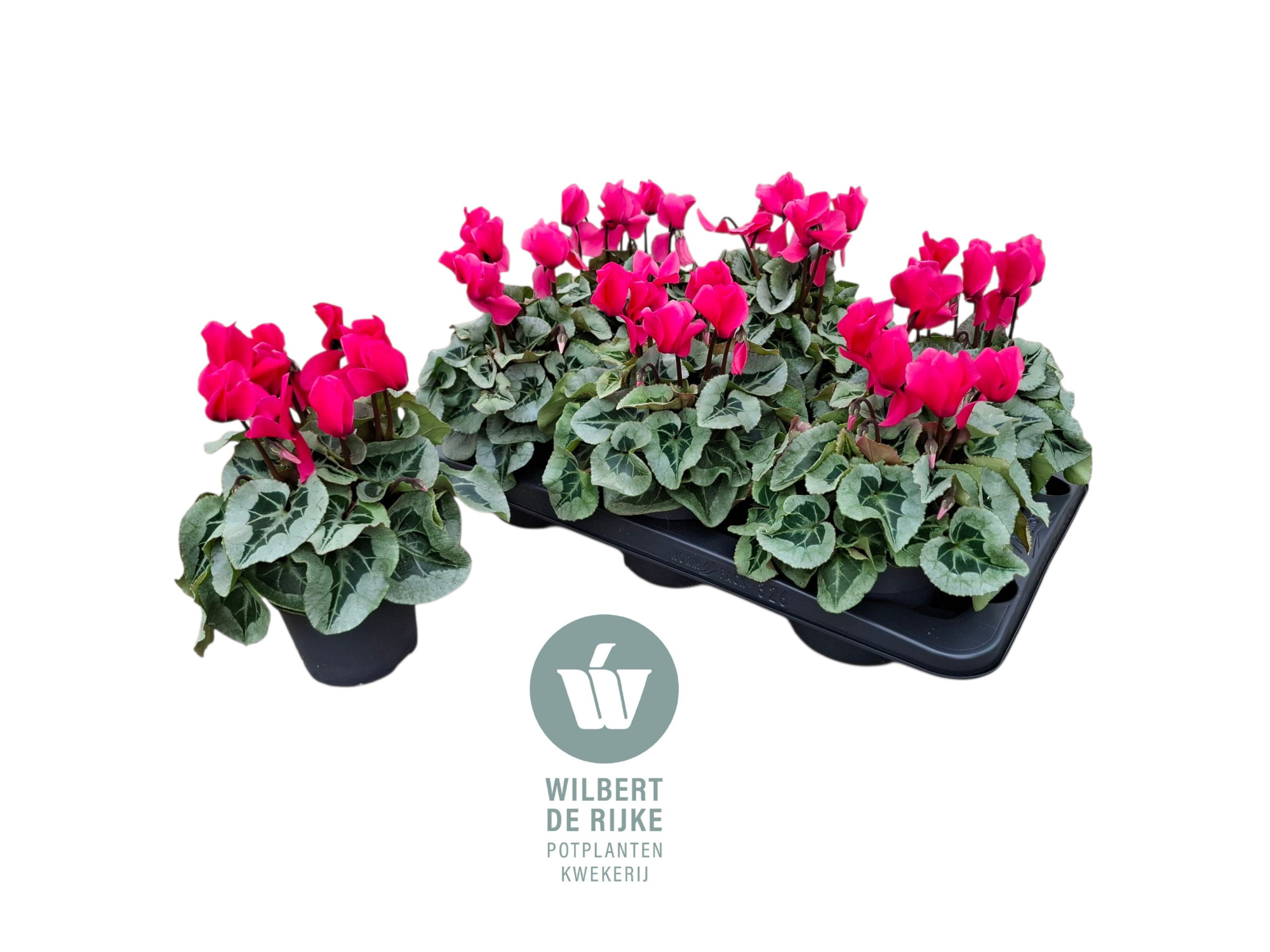 Cyclamen Midi Super Serie Rembrandt Neon (Cyclaam), D 12 cm