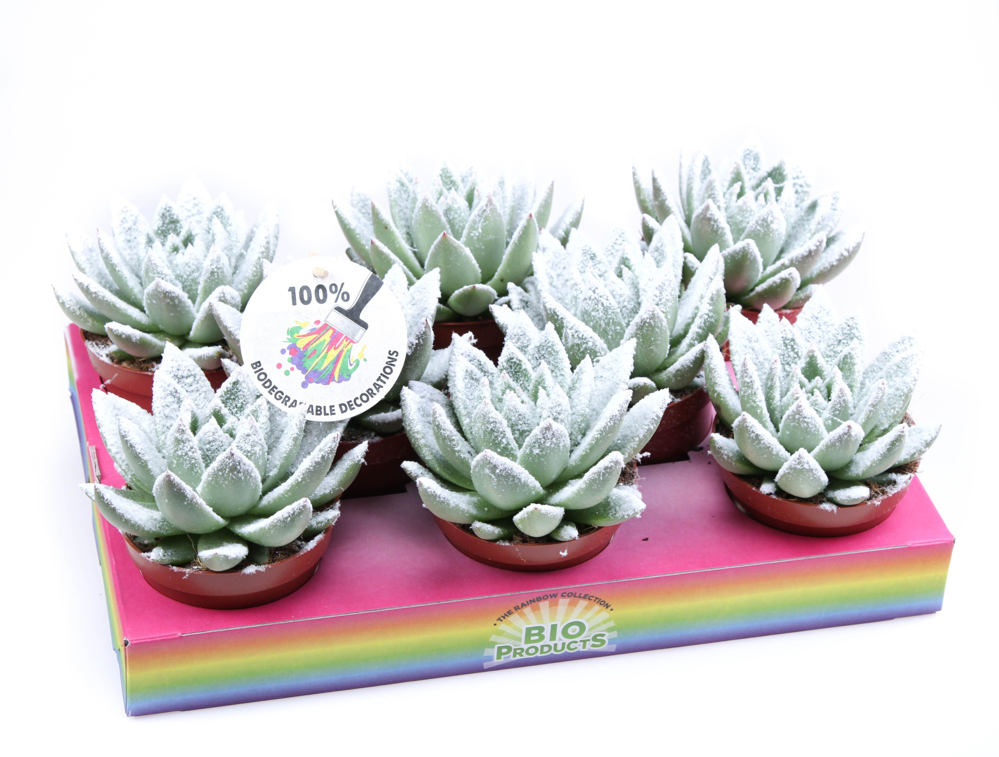 Bio miranda snow, D 10,5