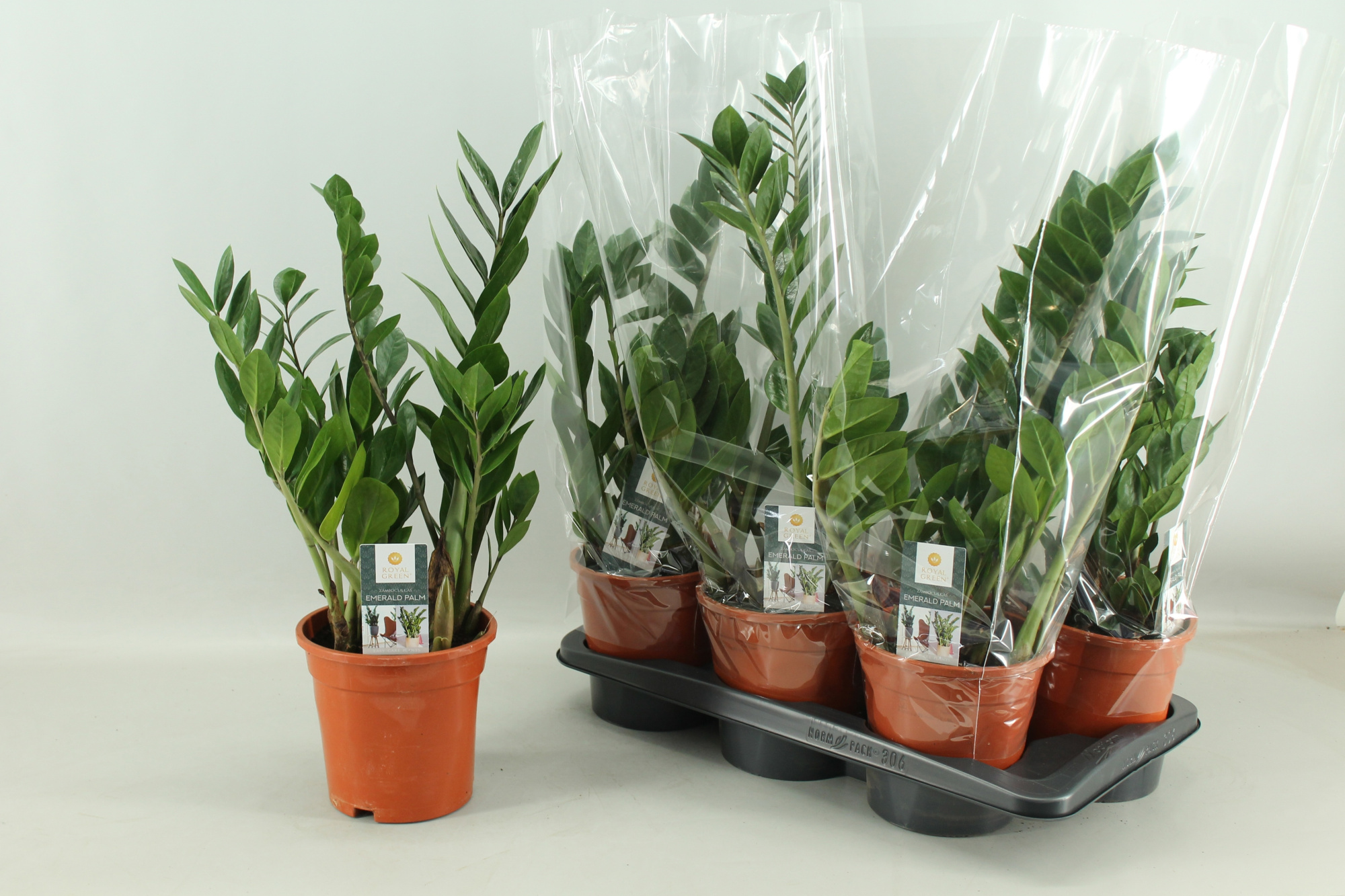 zamioculcas 17 cm, D 17