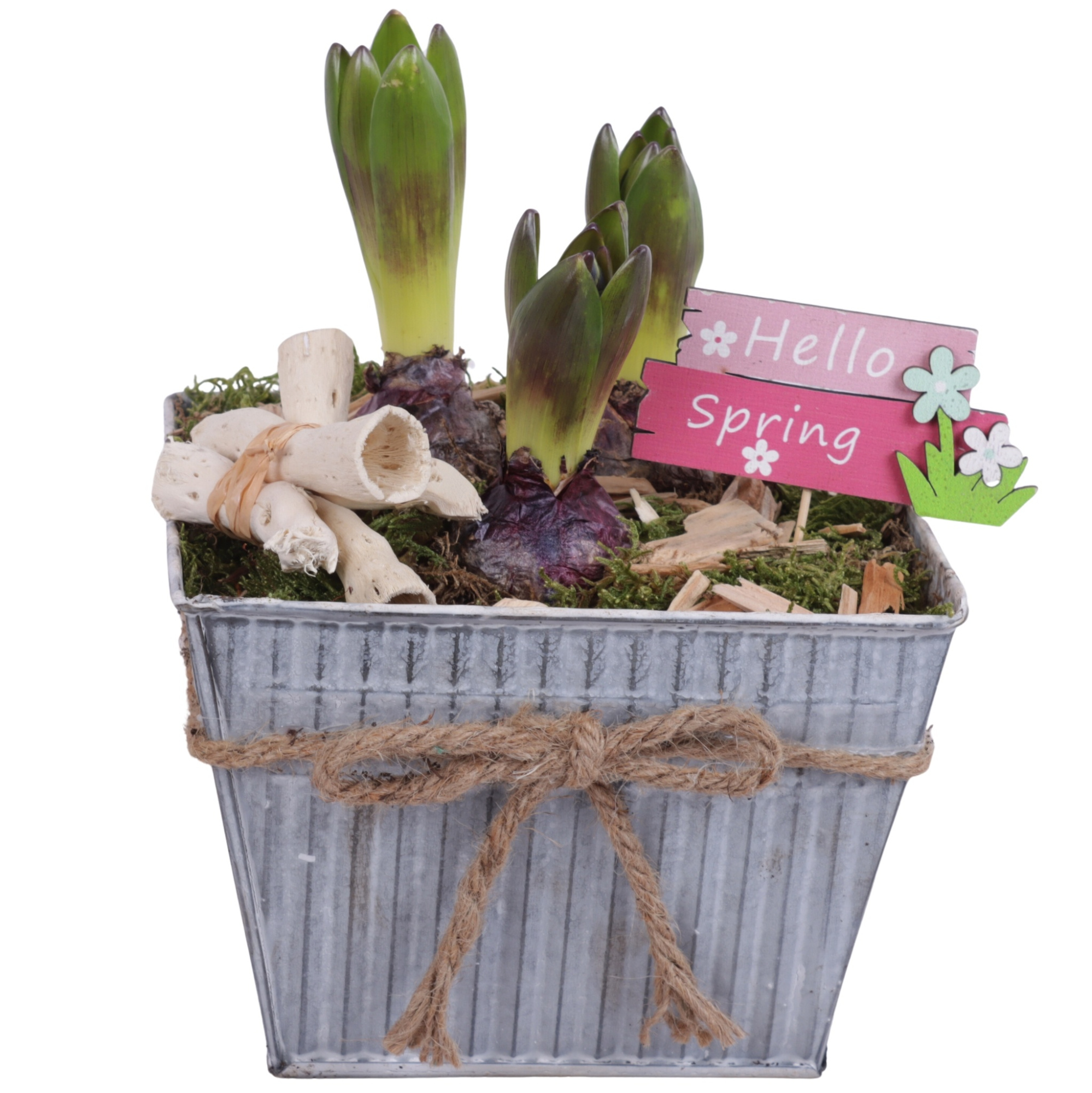 Bulbs Arr. Hyacint Zinc Pot Square with Rope Ø19cm 3PP, D 19