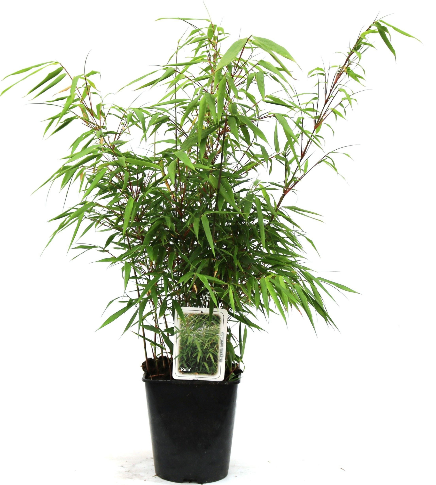 Fargesia rufa 60-80cm, D 23 cm