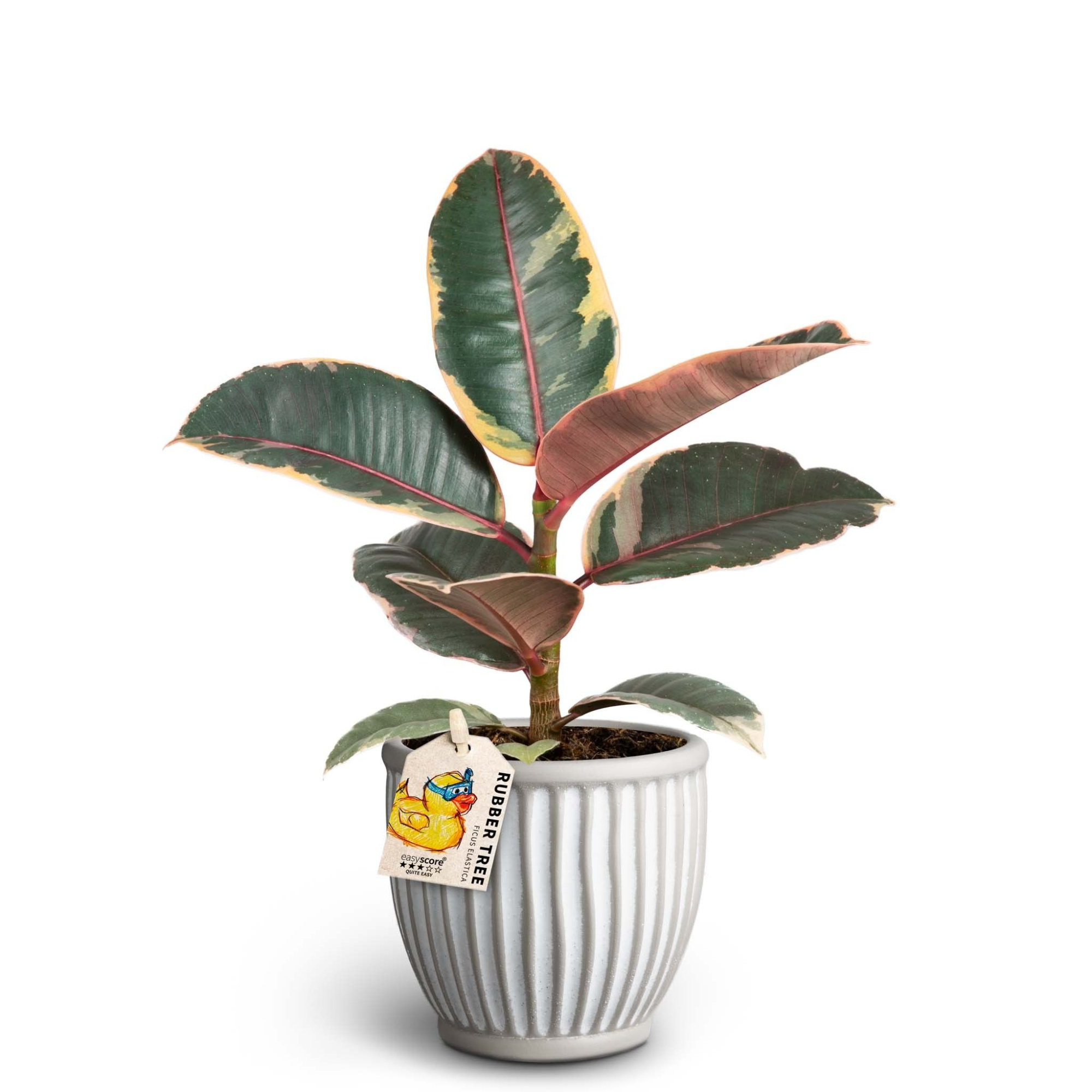 Athena, Ficus elastica ´Belize´, D 10