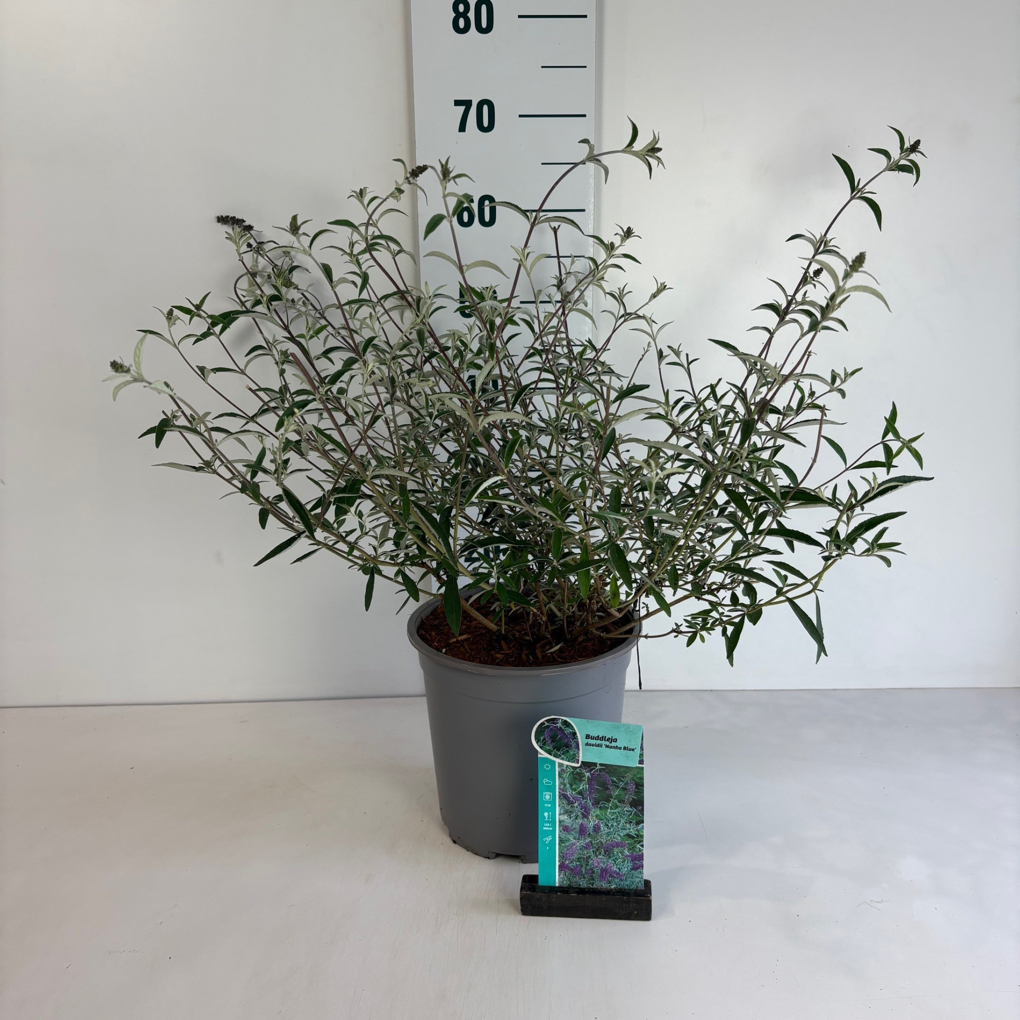 Buddleja davidii Nanho Blue, D 24 cm