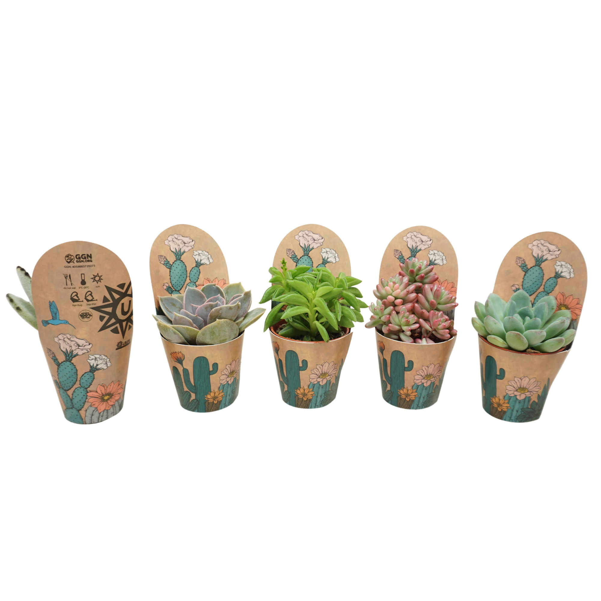 Succulenten mix 5,5 cm in Ubink potcover, D 5,5 cm
