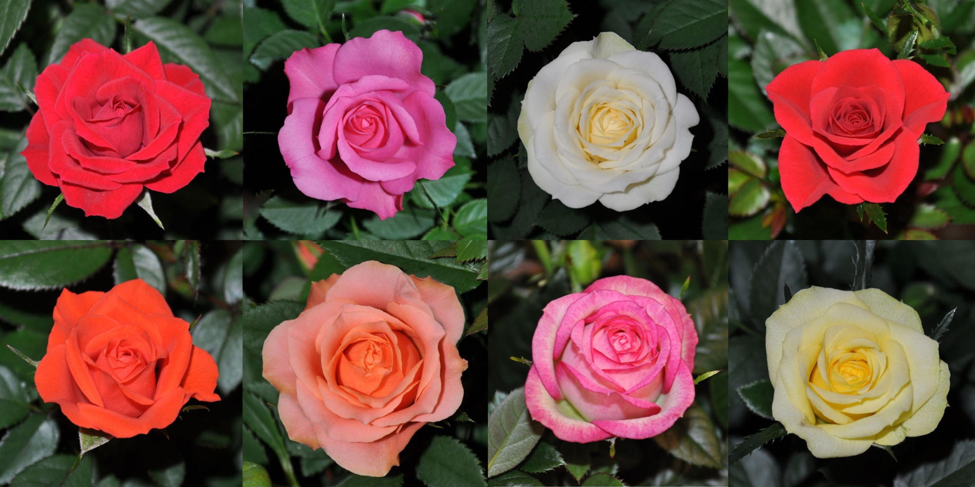 A2 Gemengd, D 10,5 cm