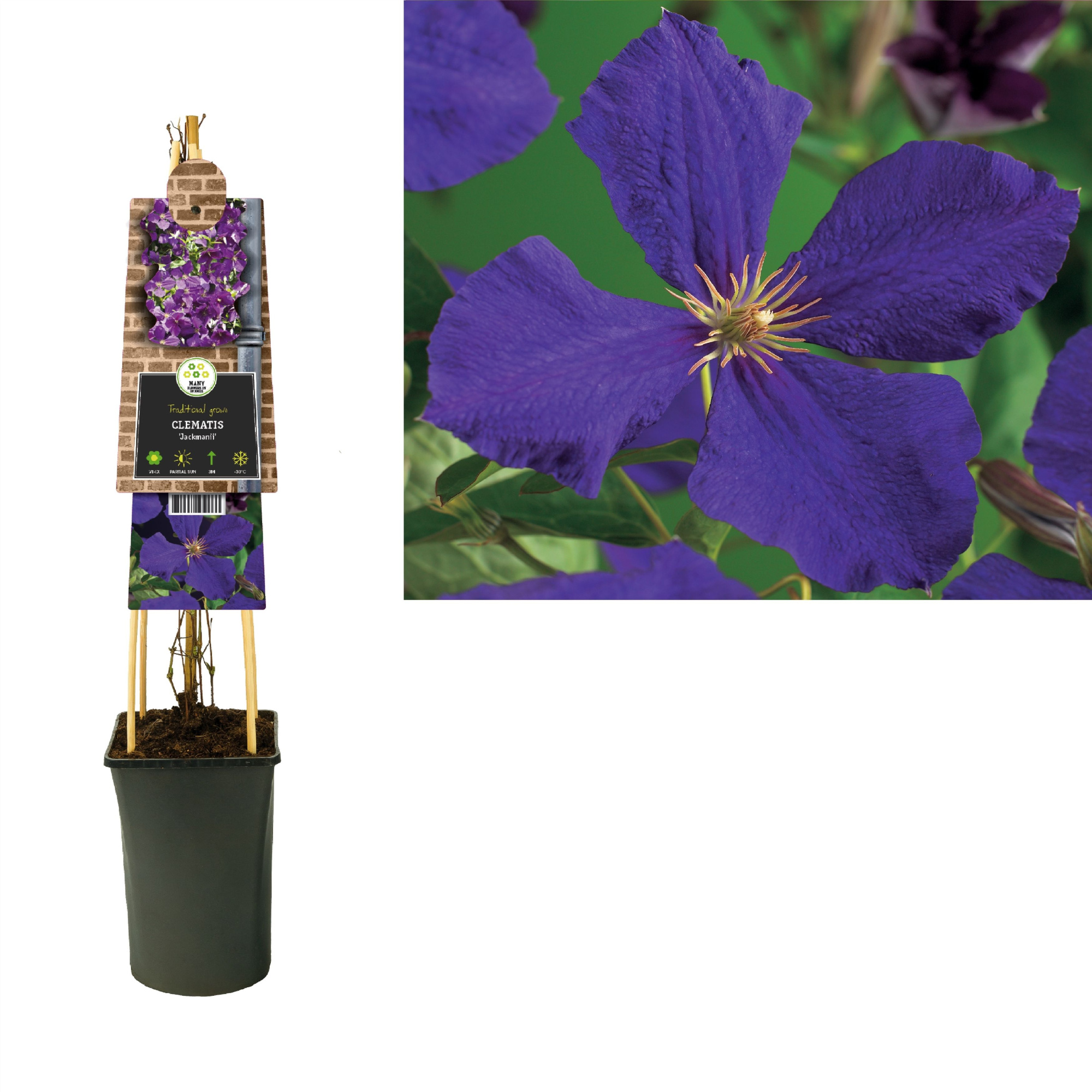 Clematis 'Jackmanii' +3.0 label, D 17 cm