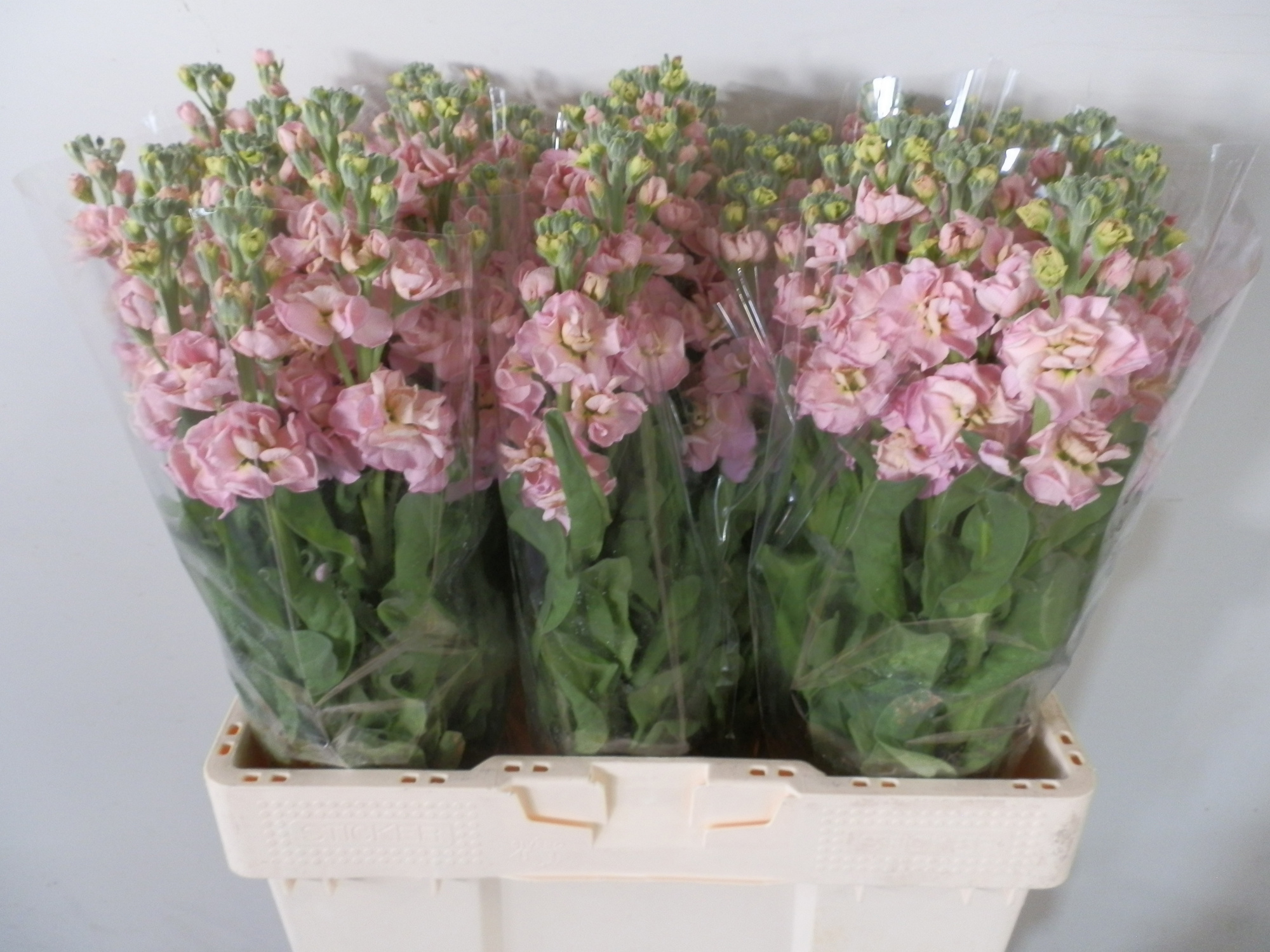 Маттиола од. Стокс Шампань 60, шт.