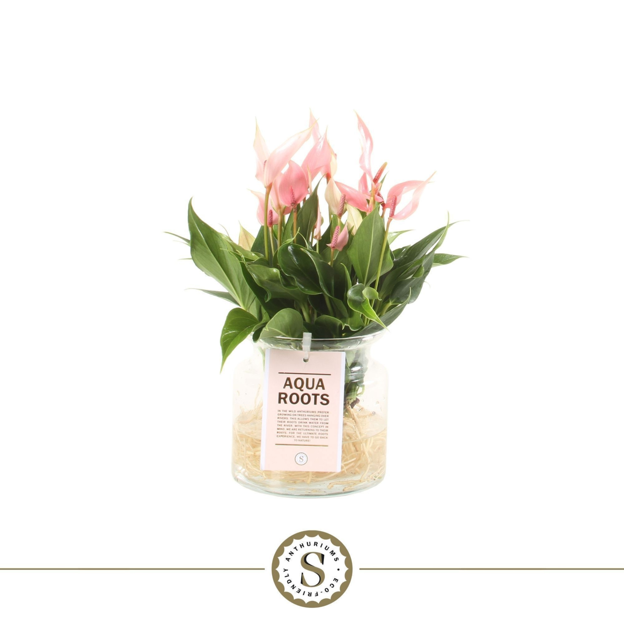 Aqua Roots Sierglas Lilli, D 12