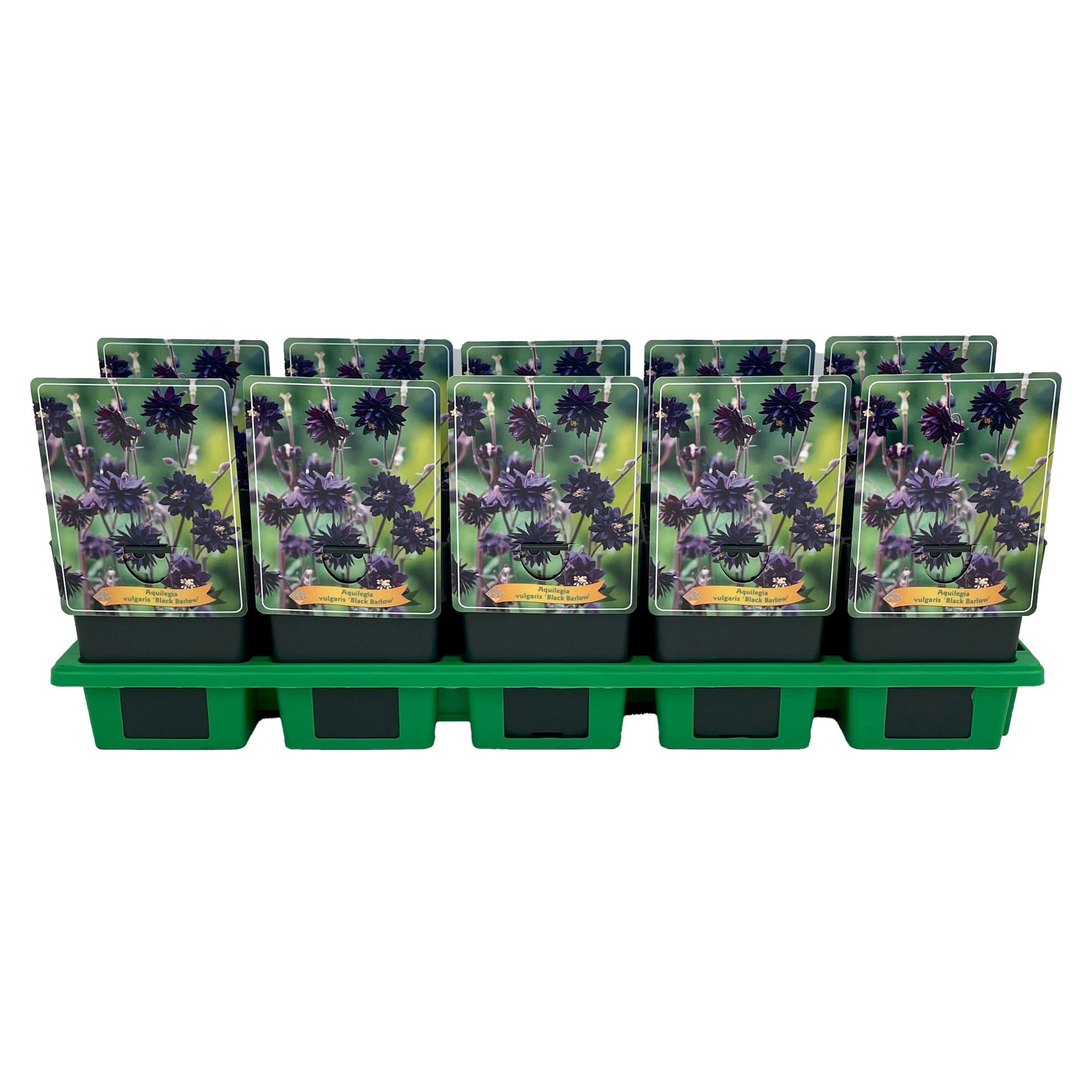 Aquilegia vulgaris 'Black Barlow' P11, D 11 cm
