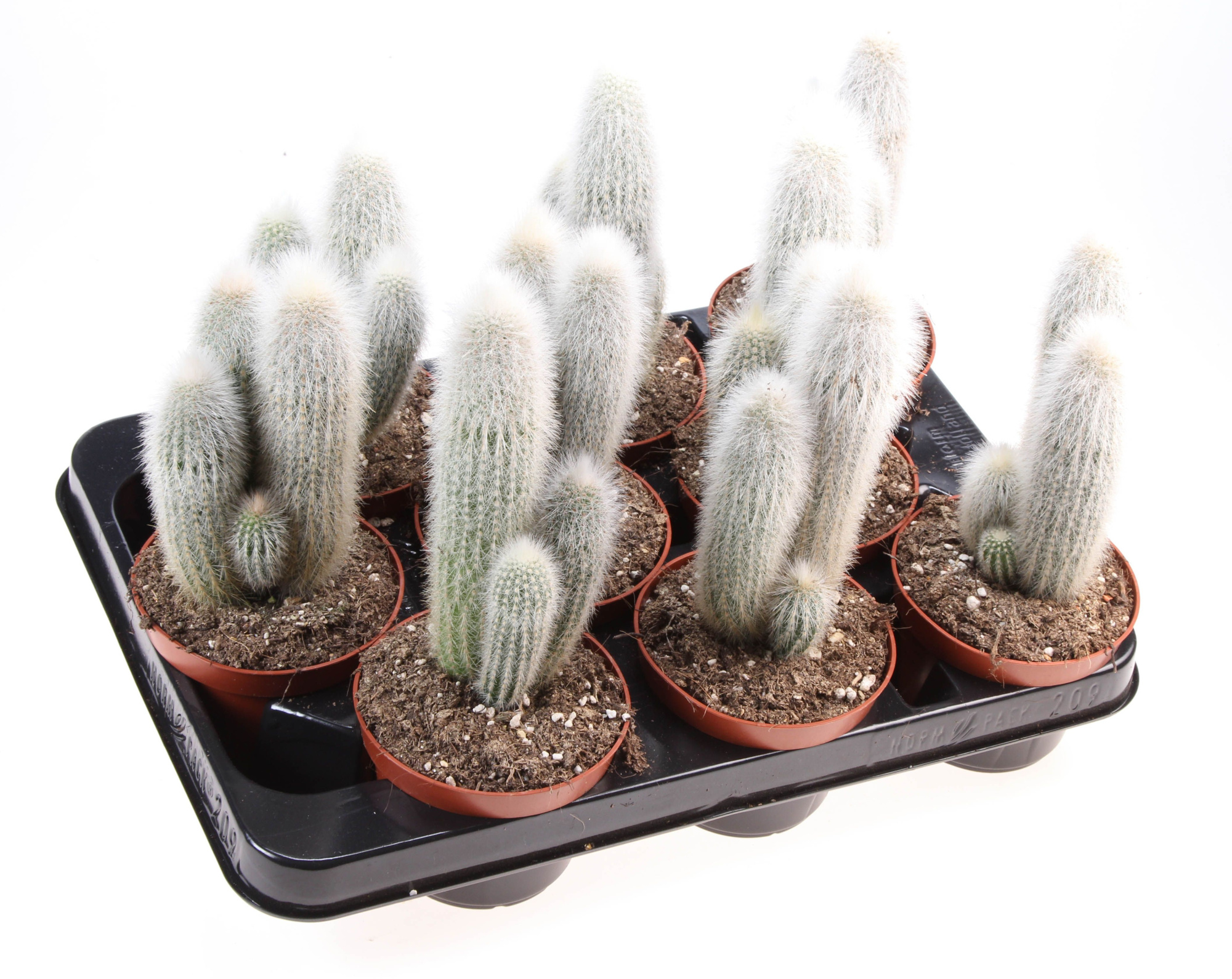 Cleistrocactus strausii, D 10,5 cm