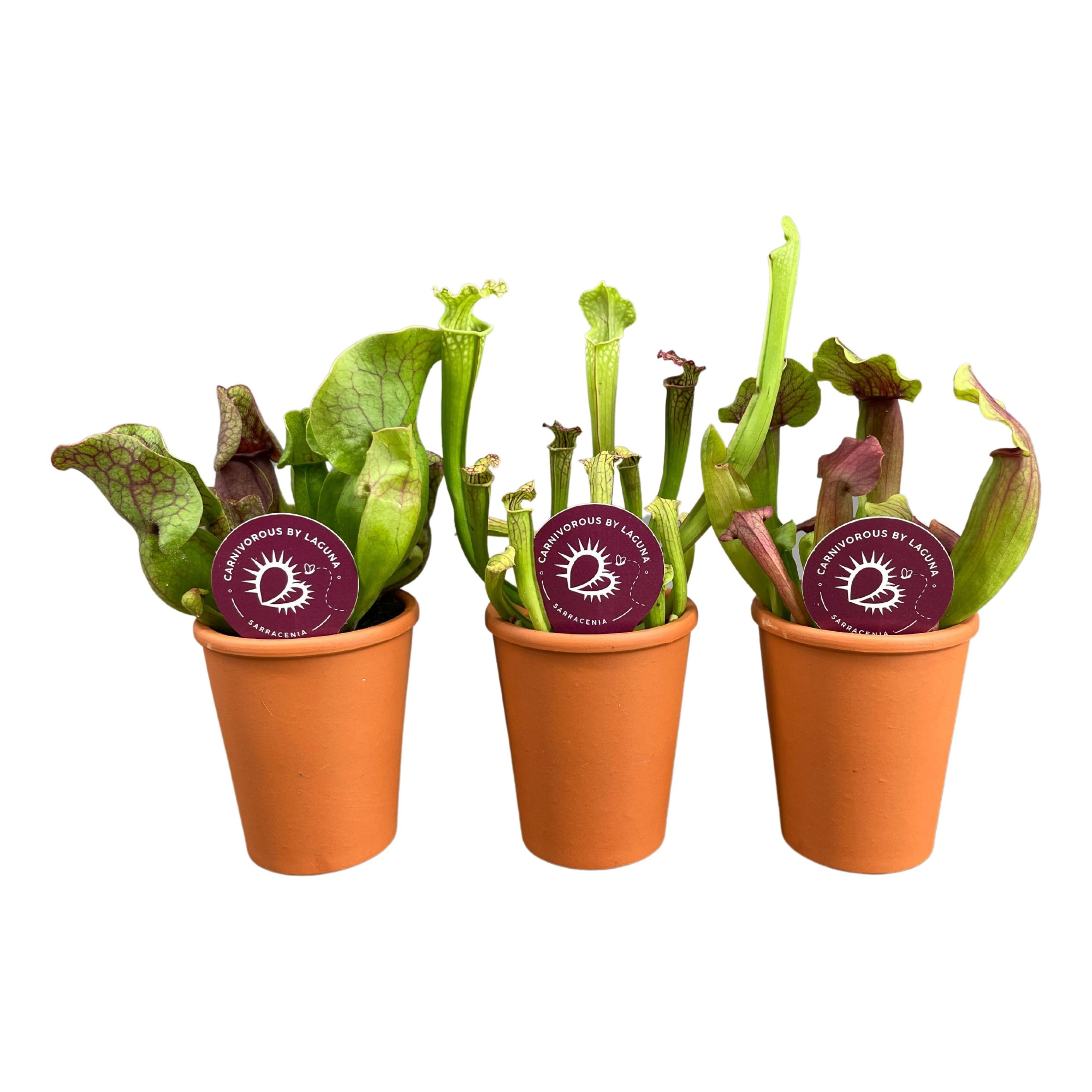 Sarracenia mix in 7 cm terracotta pot (waterdicht), D 7