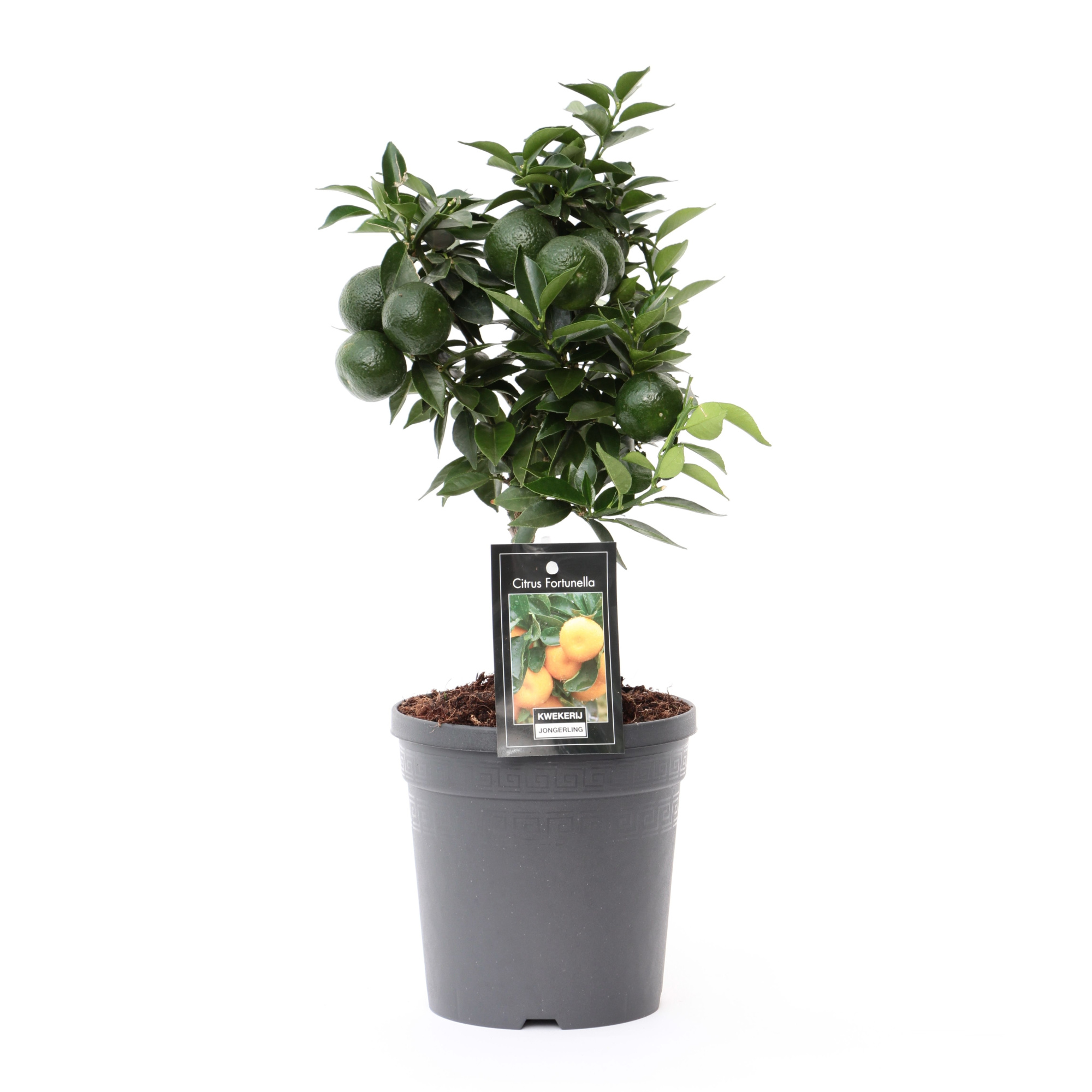 Citrus Mandarin, D 15 cm