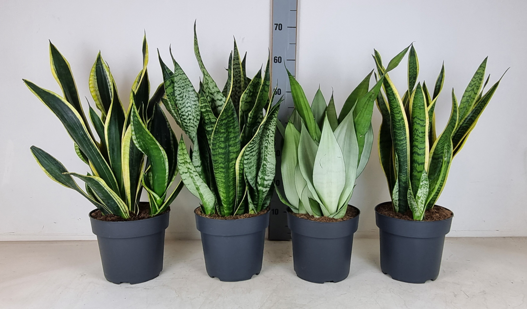Sansevieria mix 21 cm, D 21 cm