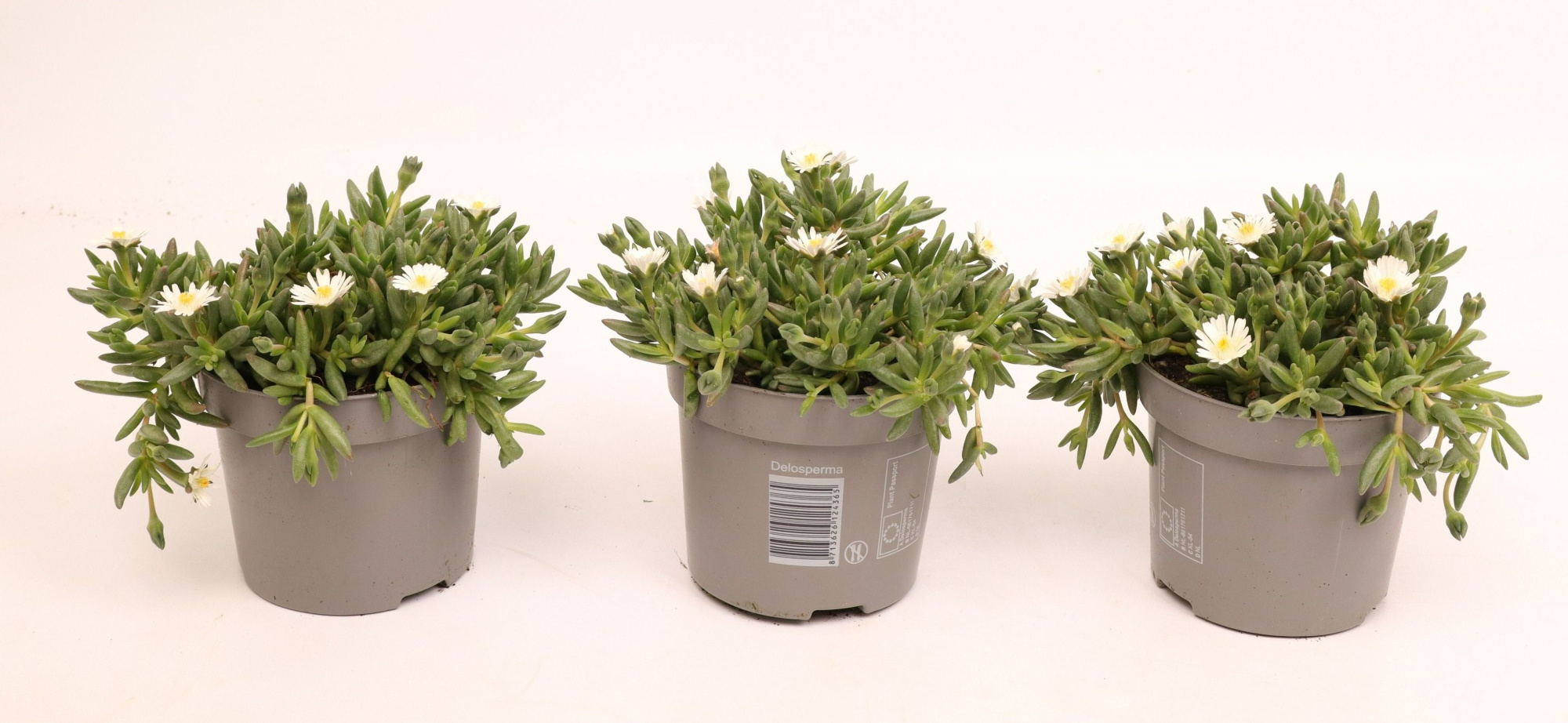 Delosperma Lido White, D 12