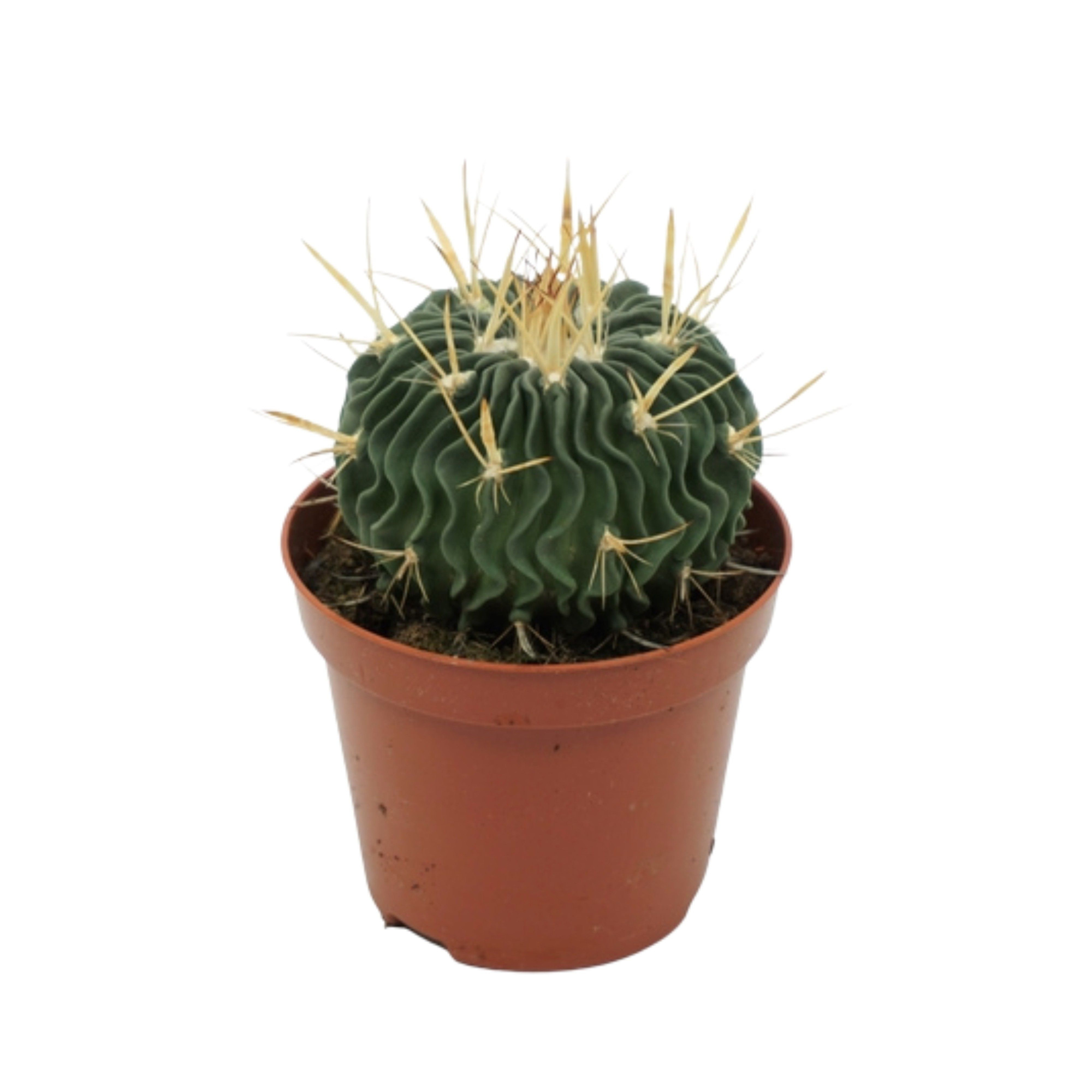 Echinofossulacactus 8,5 cm, D 8,5 cm