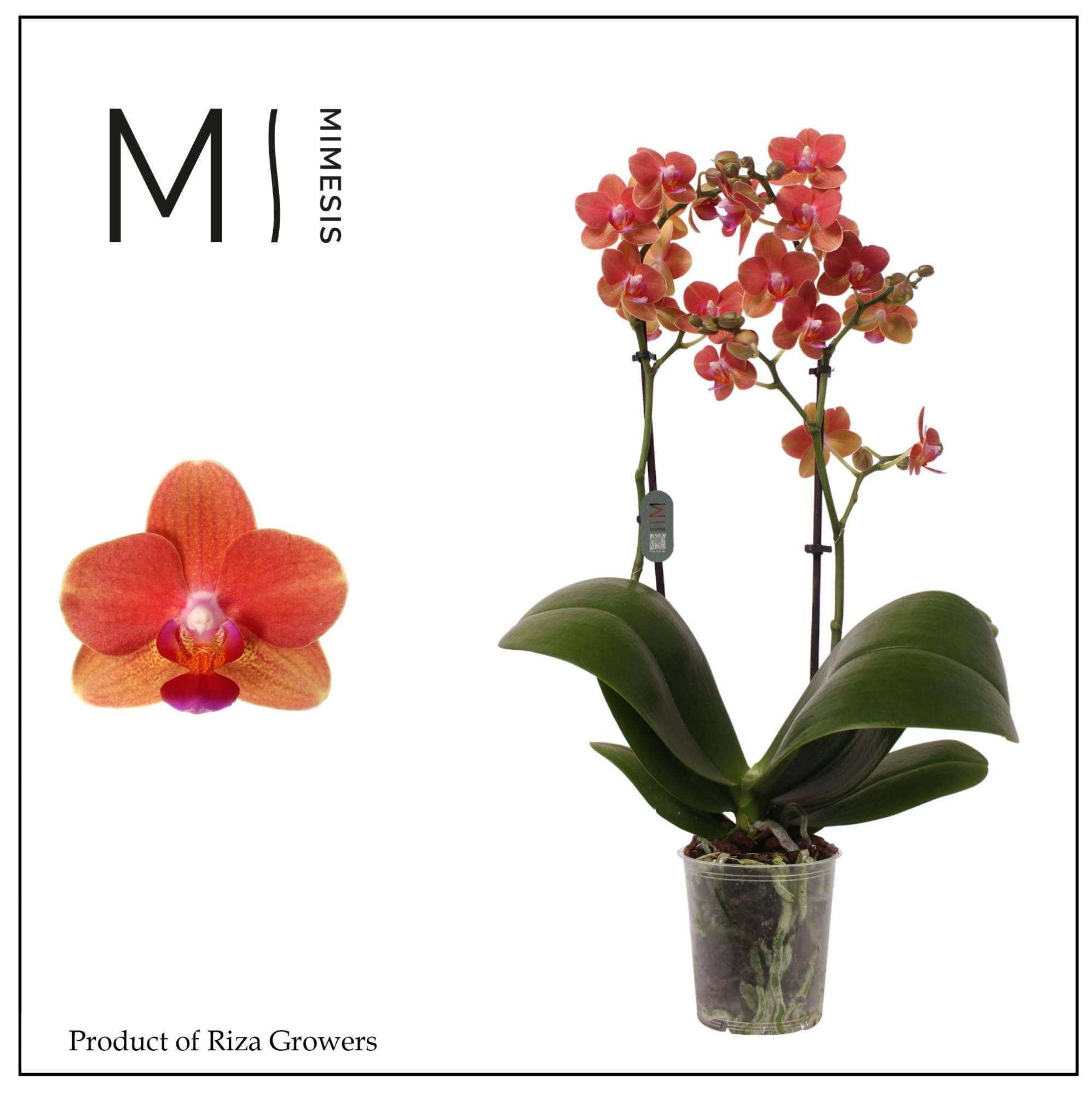 Phalaenopsis Soft Touch 2 spike - 12cm | Mimesis, D 12 cm