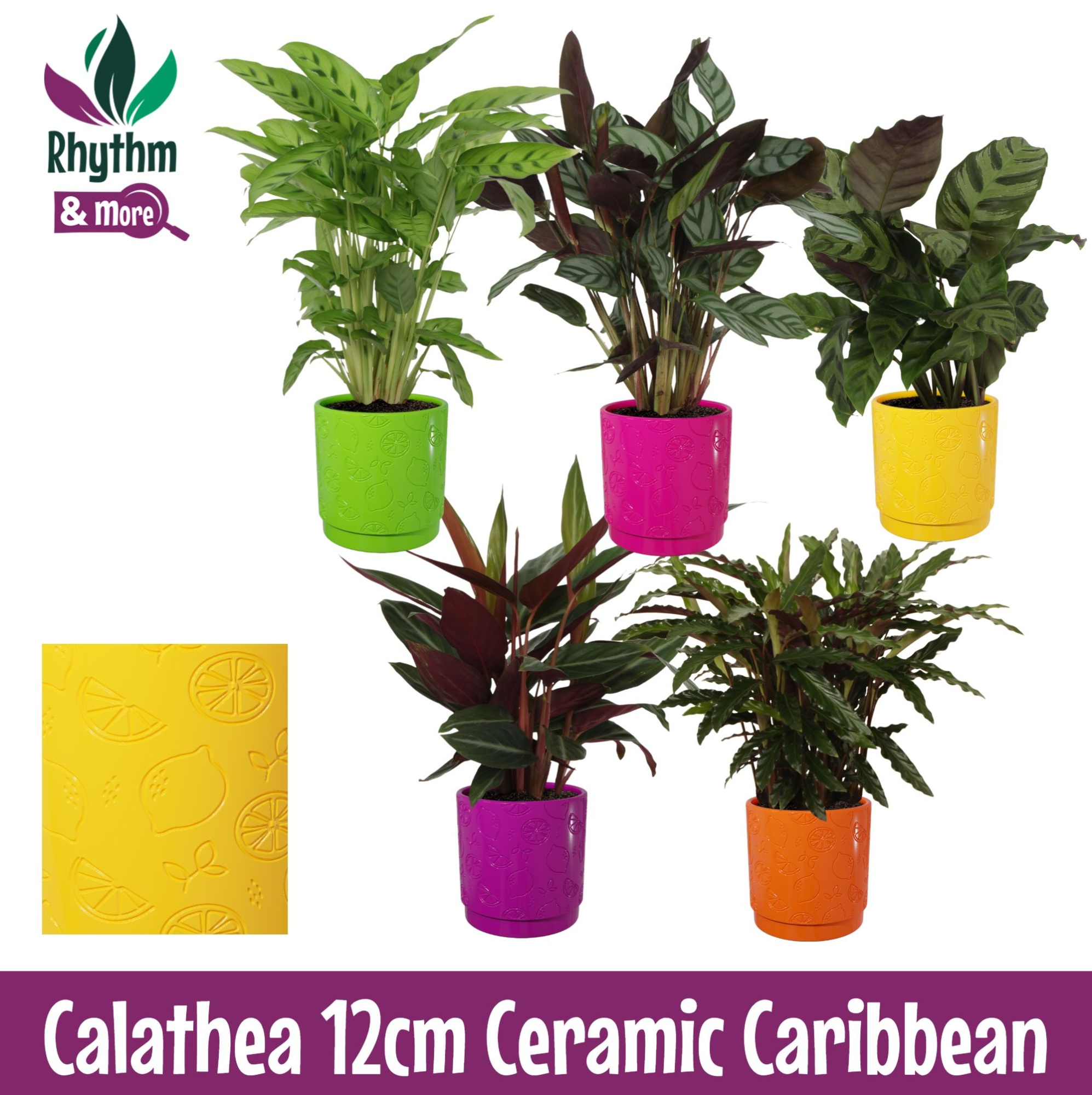 Calathea mix in Carribean keramiek Rhythm & More, D 12 cm