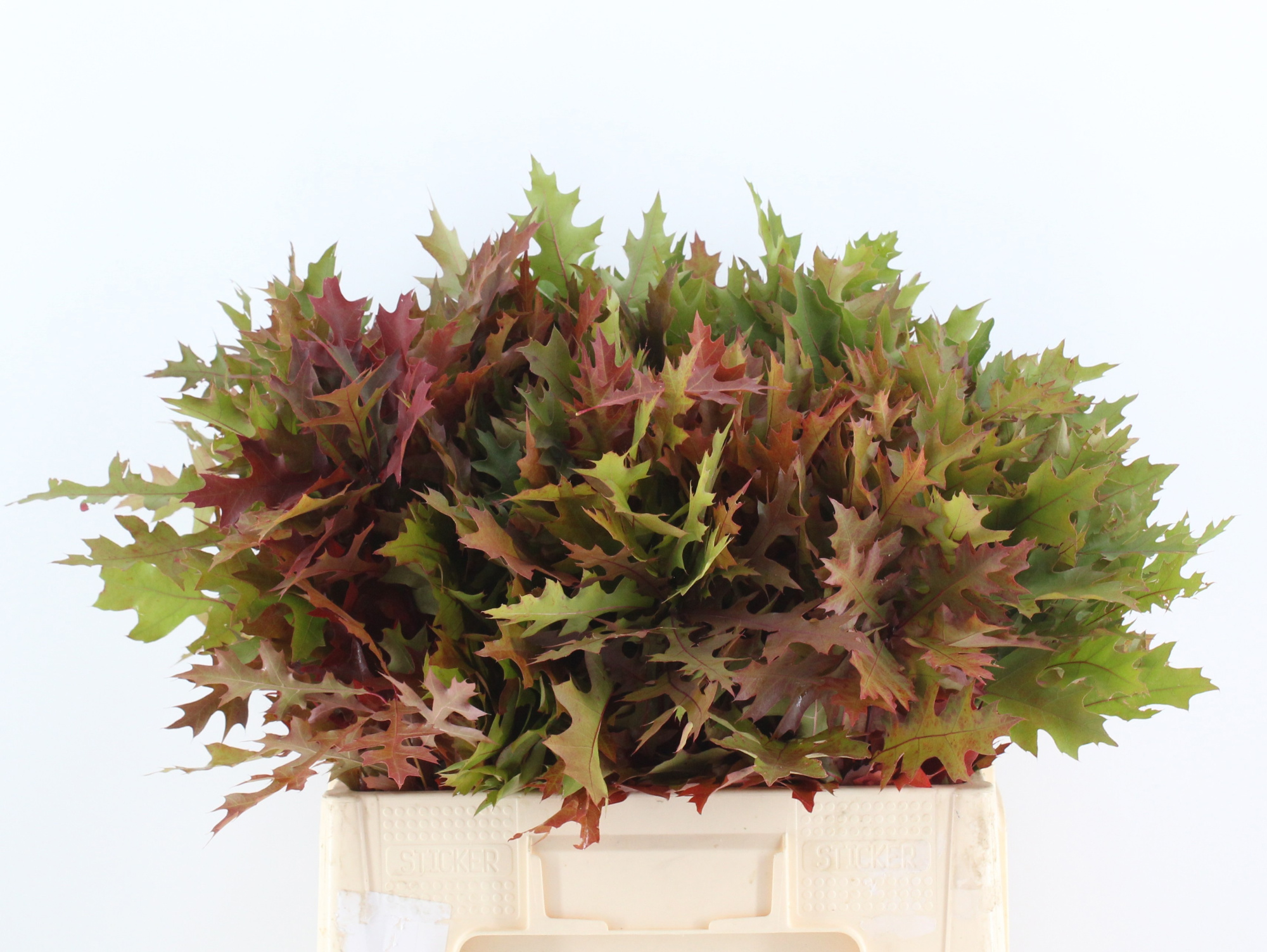 Кверкус Палюстрис 60, шт.