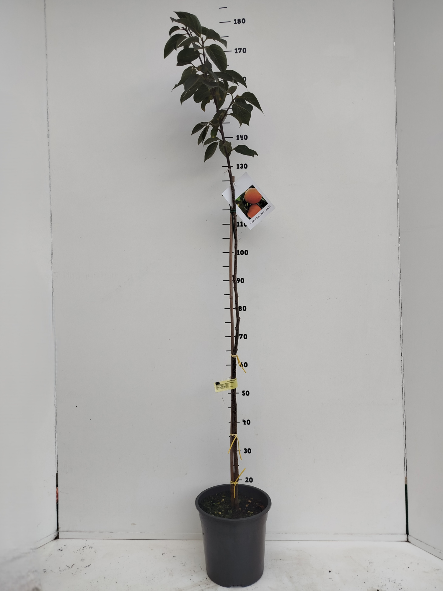 Diospyros kaki in soorten, D 24