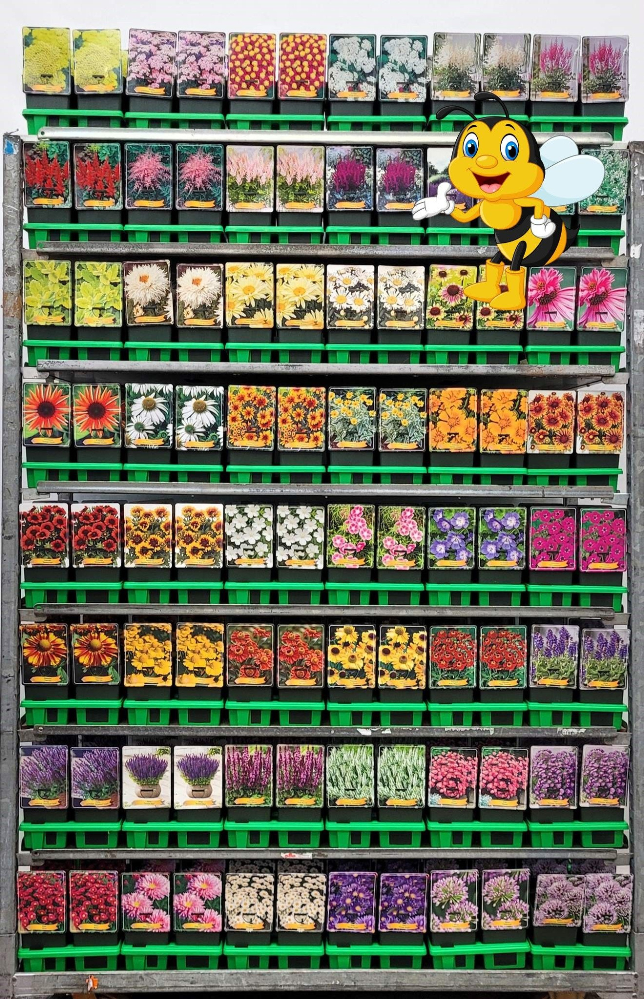 Bijenkar vaste planten Mix CC P11, D 11 cm