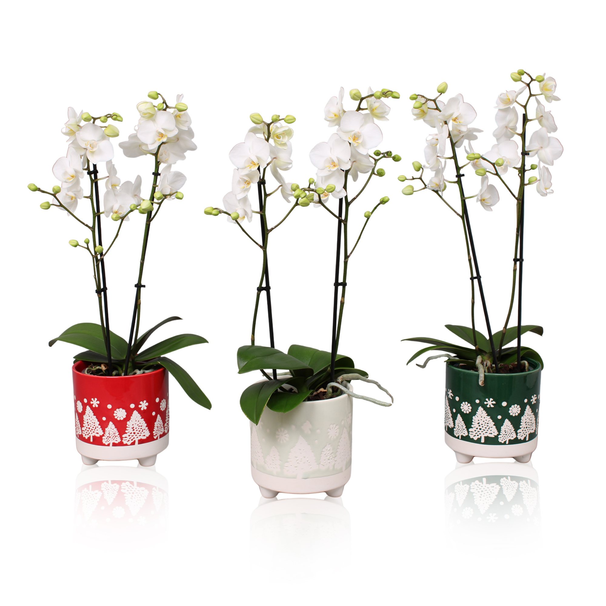 Phal. Multiflora 2-tak wit in keramiek BGC989, D 12 cm