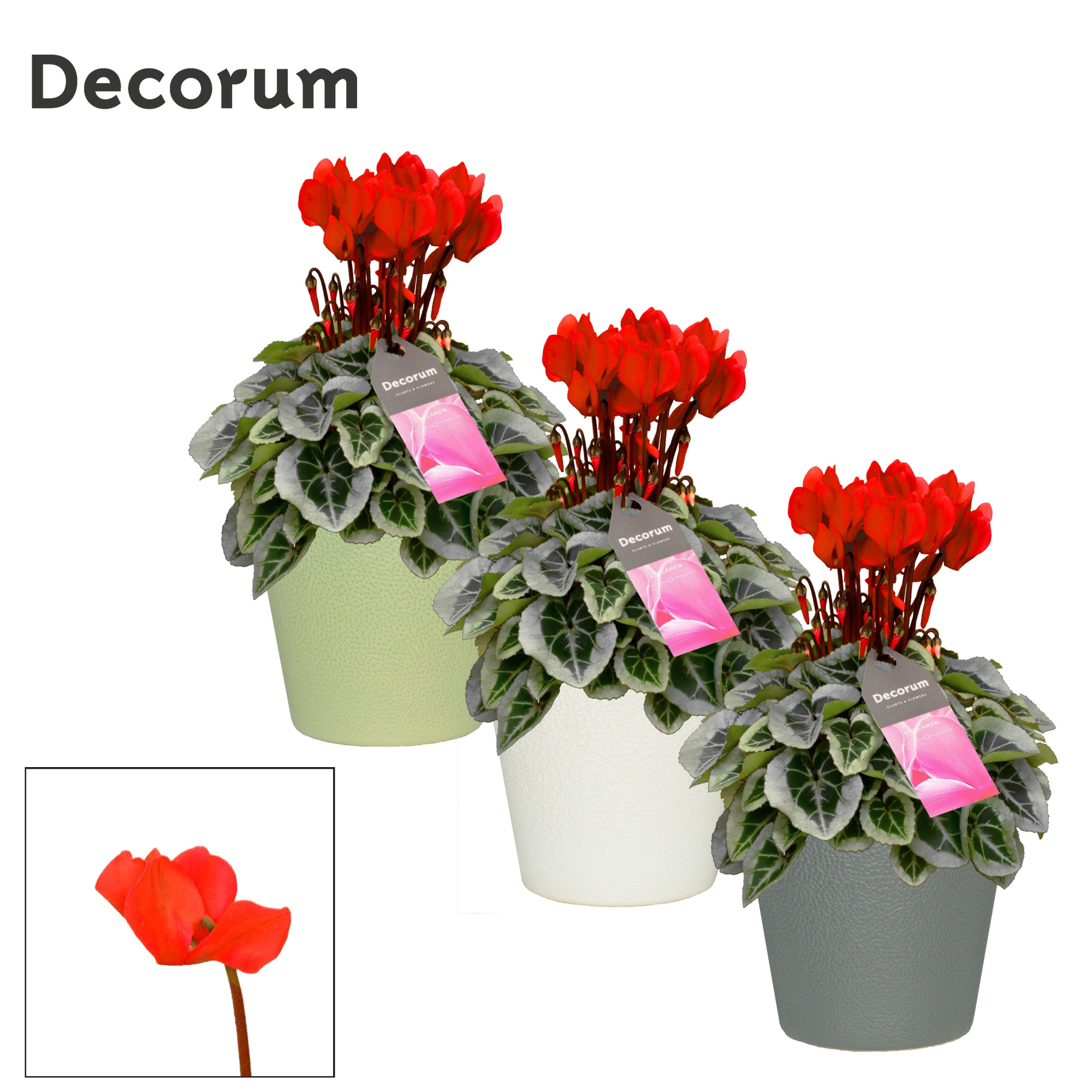 Cyclamen SS Picasso Rood in Ruby Decorum, D 13 cm