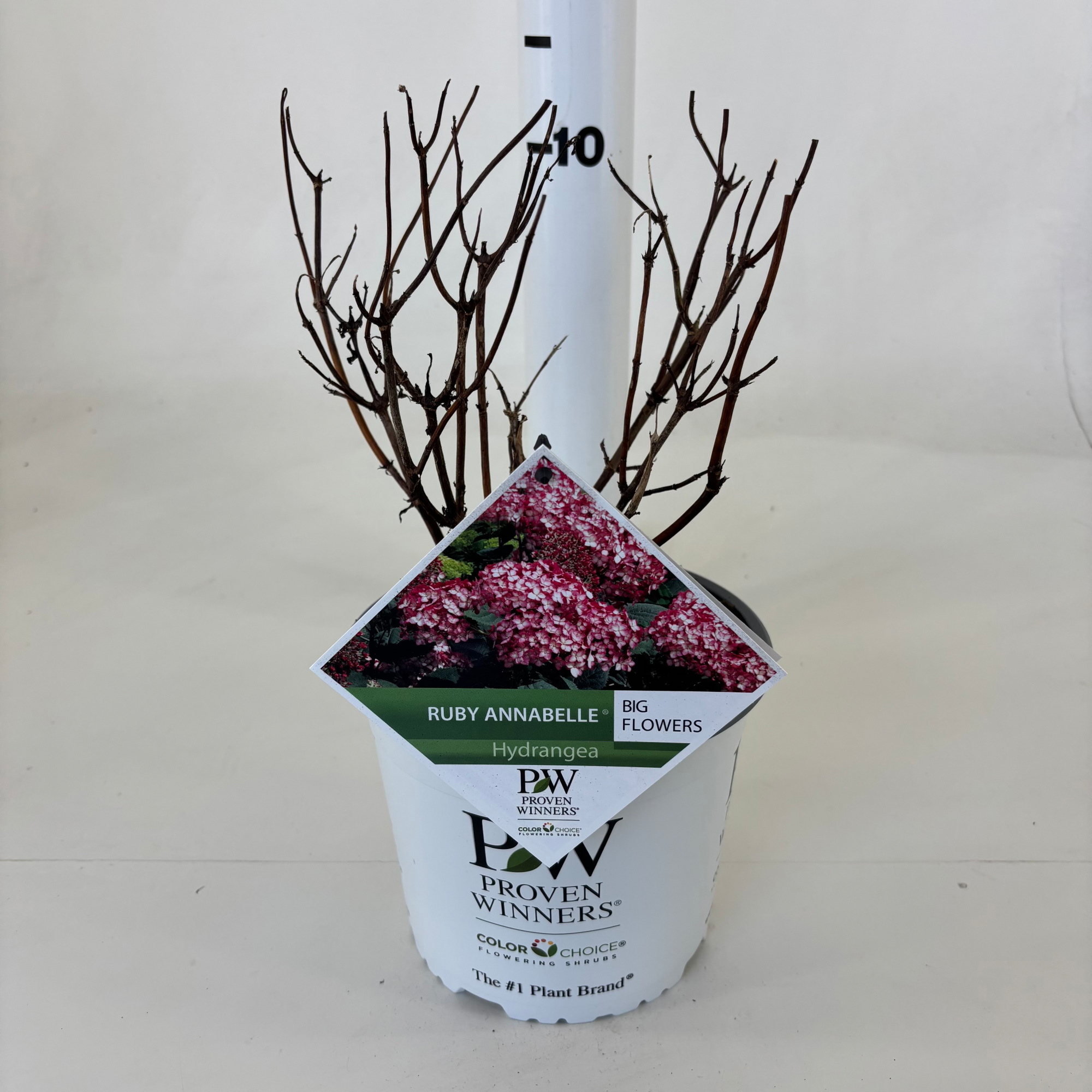 Hydrangea arborescens 'NCHA3' Ruby Annabelle, D 19