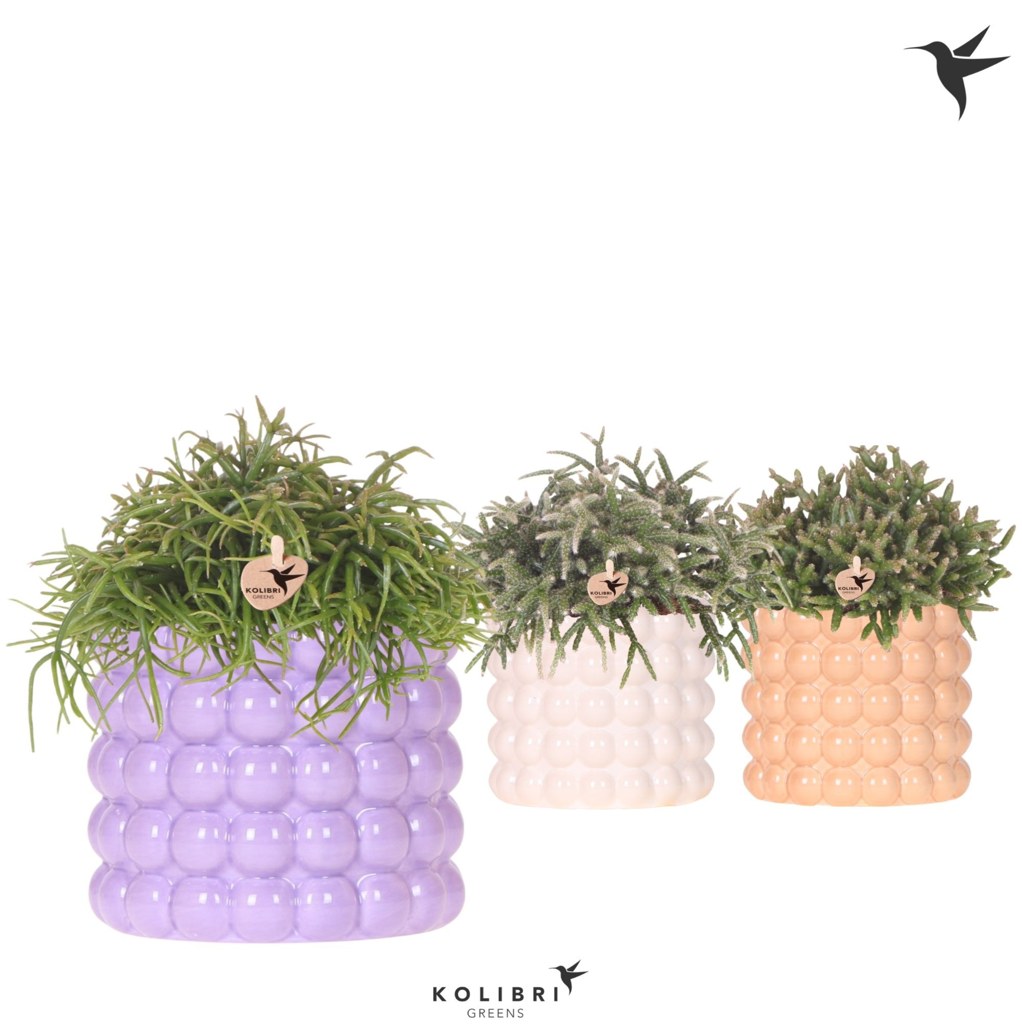 Kolibri Greens Rhipsalis mix in Poppy pot mix, D 12 cm