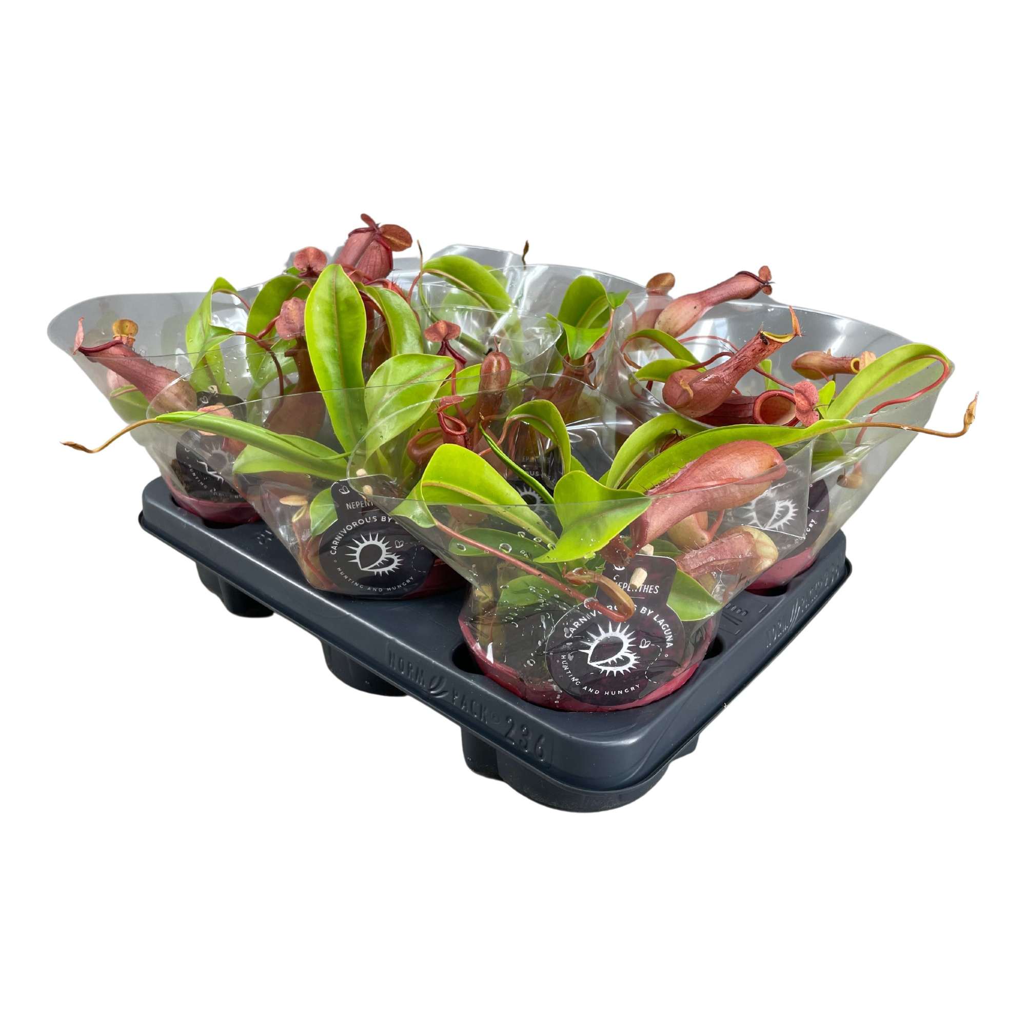 Nepenthes Alata 12 cm, D 12 cm