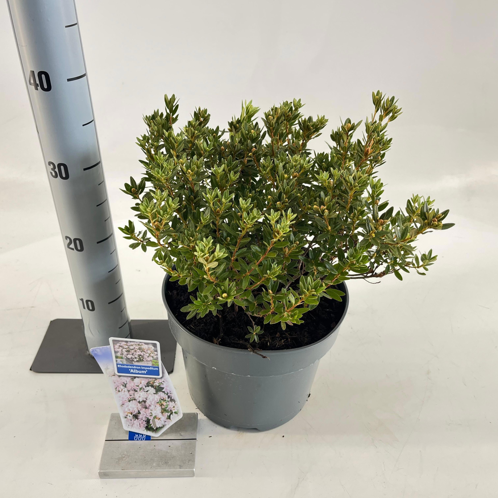 Rhododendron Impeditum 'Album', D 23 cm