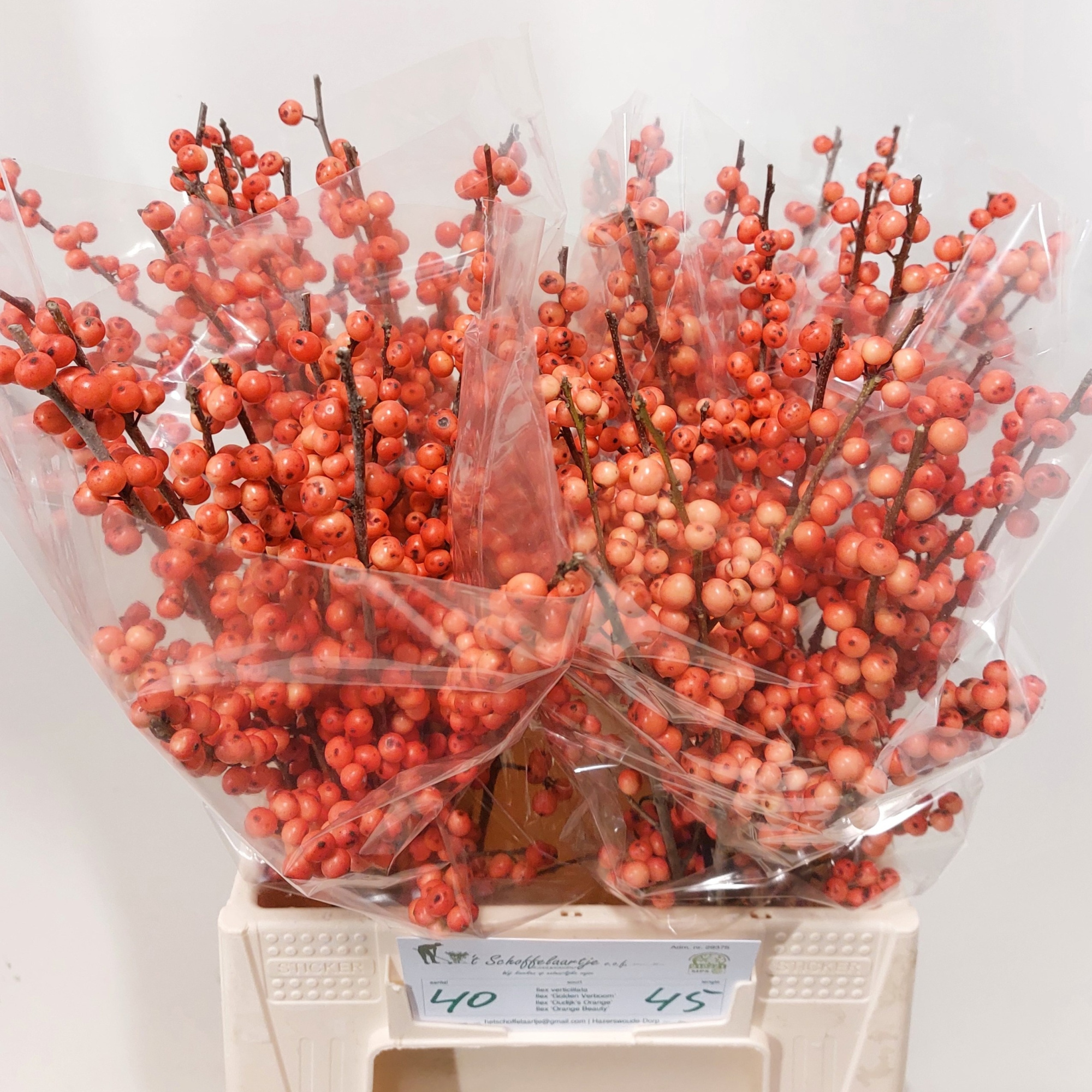 Илекс Аудайкс Оранж 45, шт.