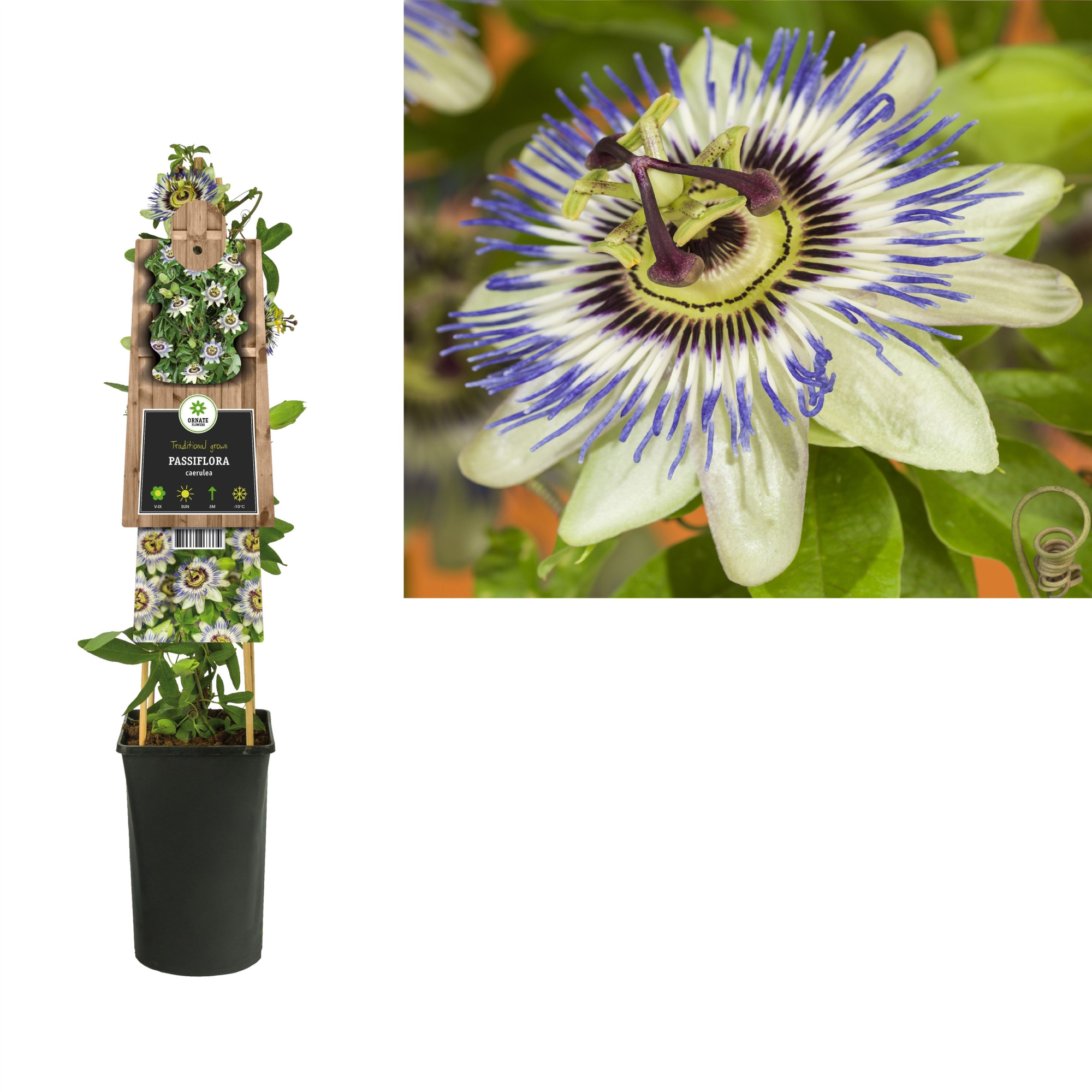 Passiflora caerulea +3.0 label, D 17