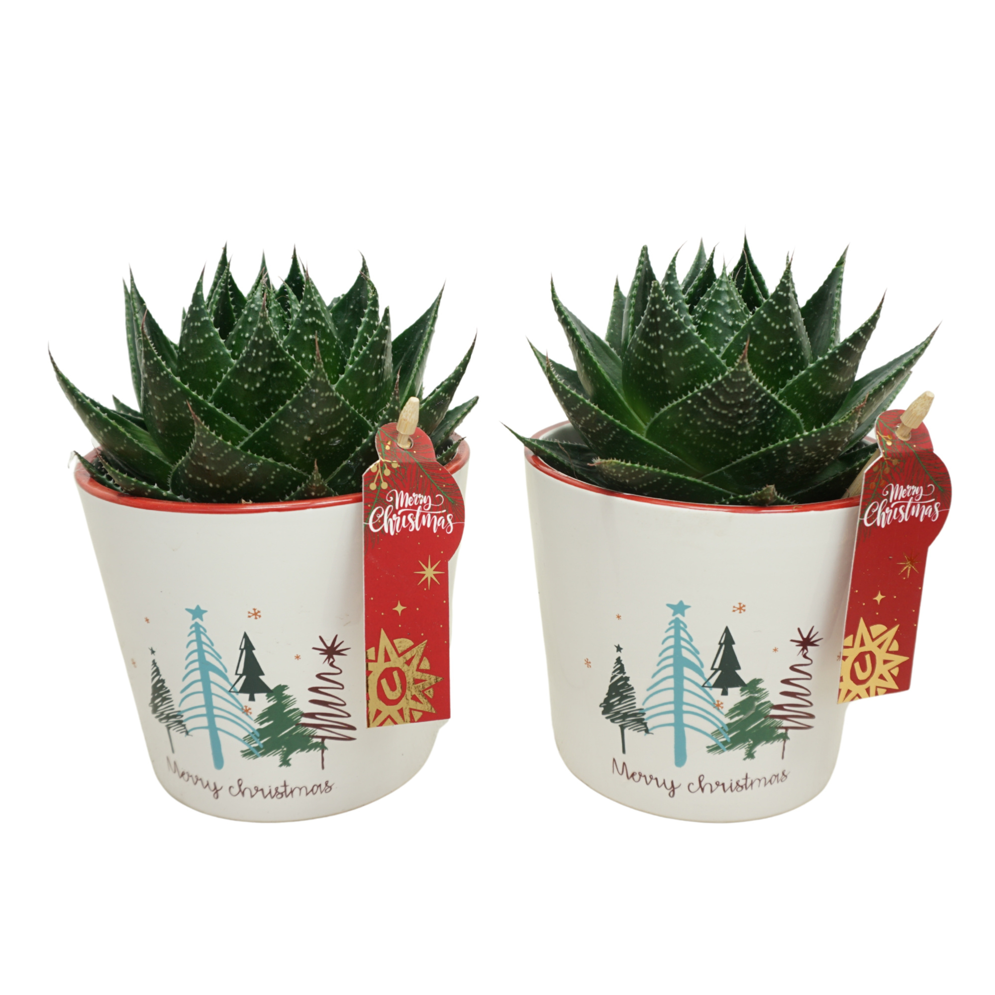 X-mas pot 12 cm met Aloë cosmo, D 10,5