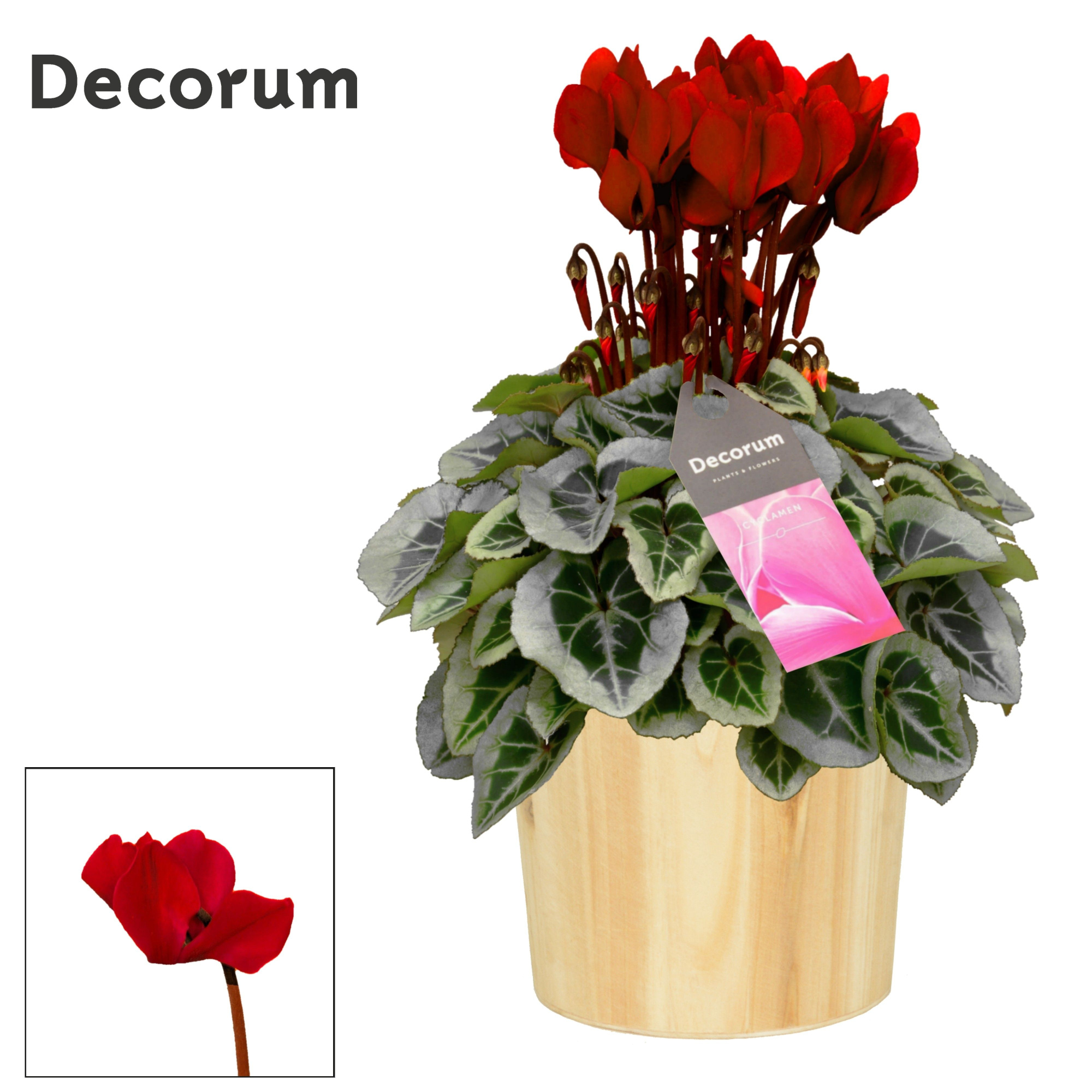 Cyclamen SS Picasso Wijnrood in Wood, D 14 cm