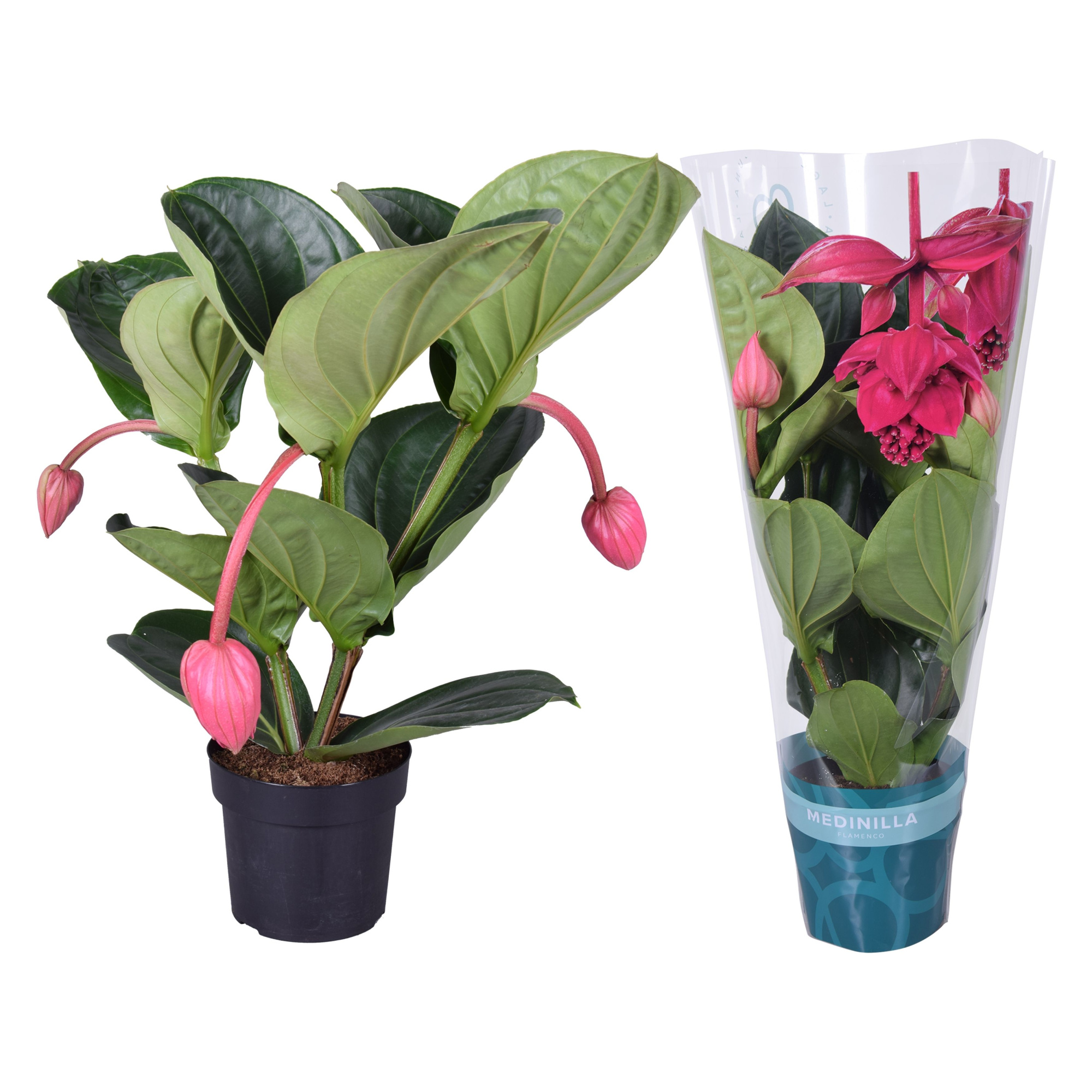 Medinilla Magnifica Flamenco 2 etage 3 knop in exclusieve hoes, D 17