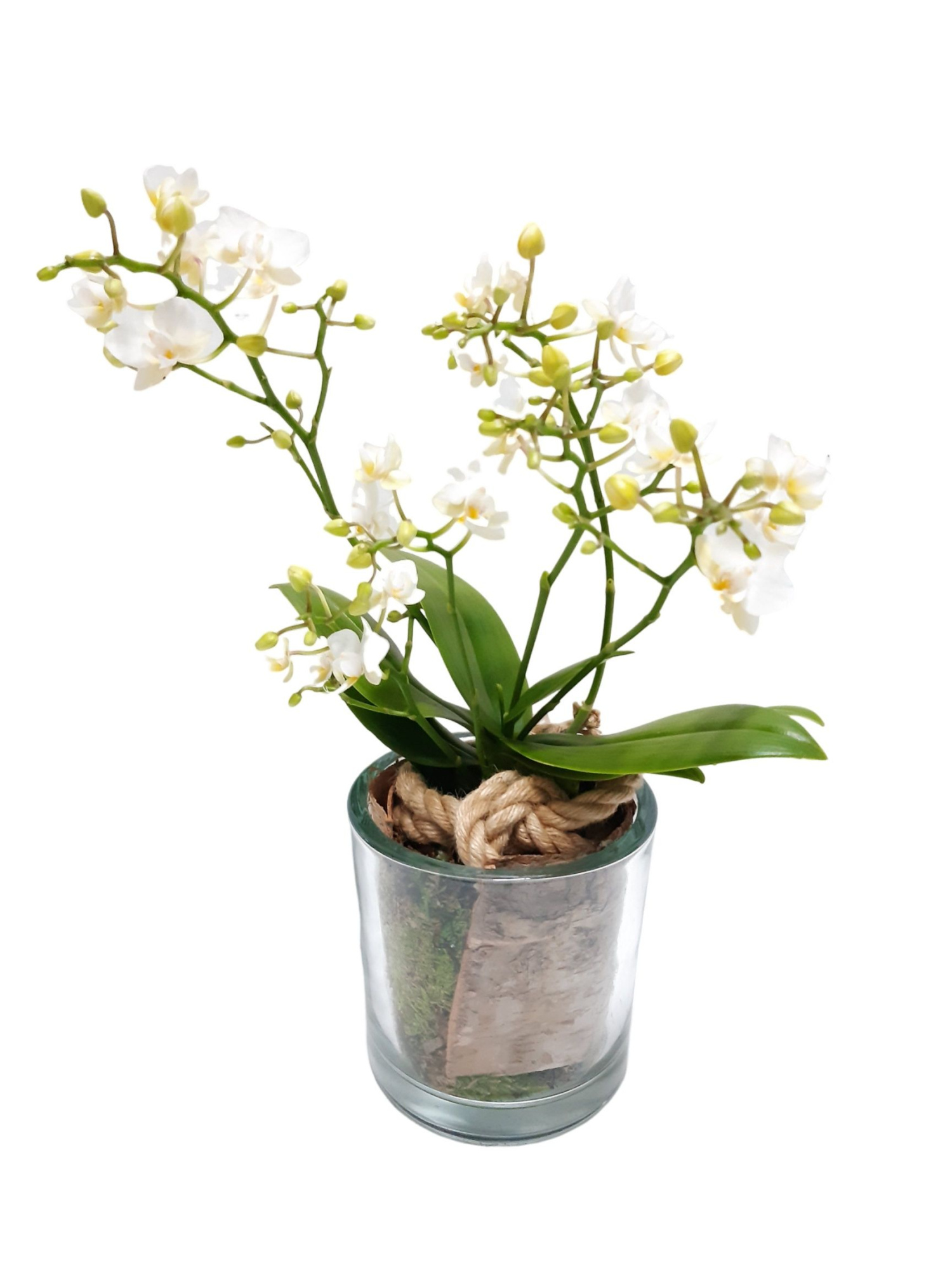 GCI14PWO Heavy Glass 14cm Wild Orchids 4t+, D 14 cm