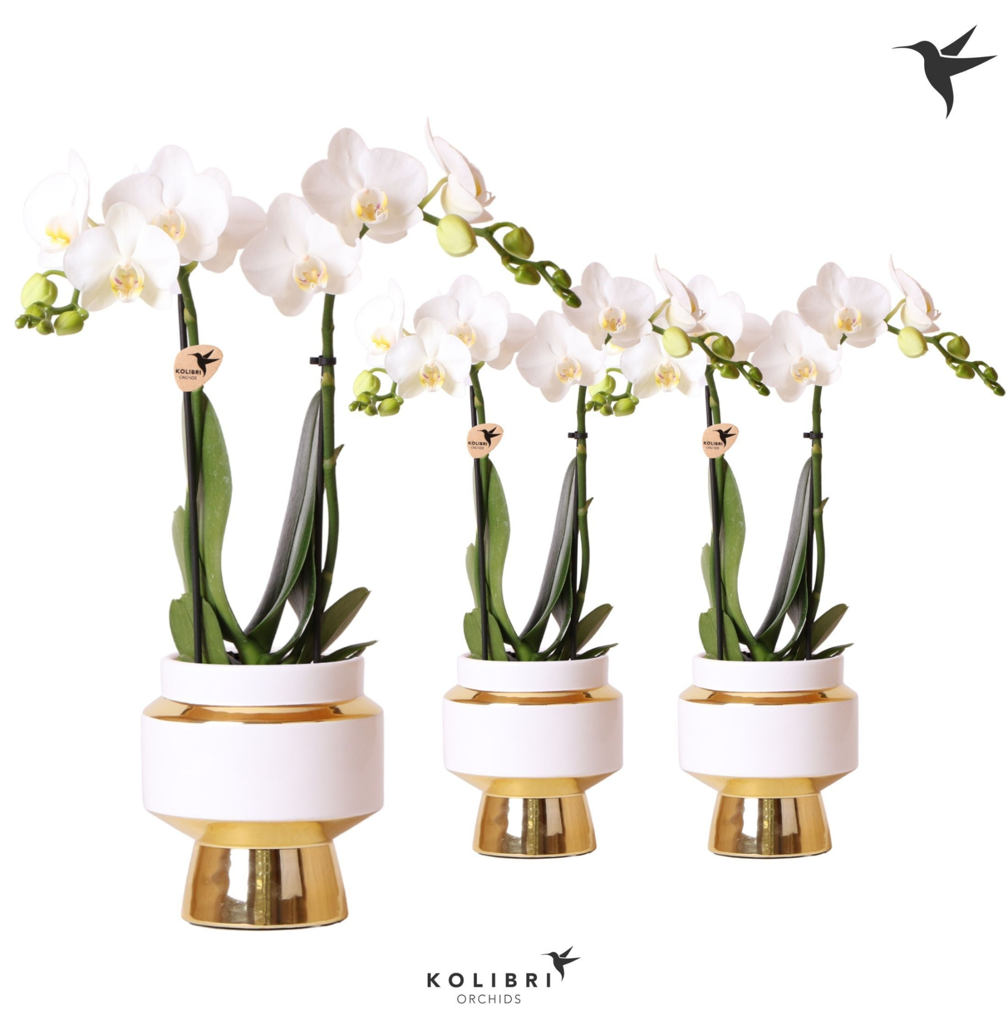 Kolibri Orchids Phalaenopsis white 2 spike in Le Chic pot gold, D 9