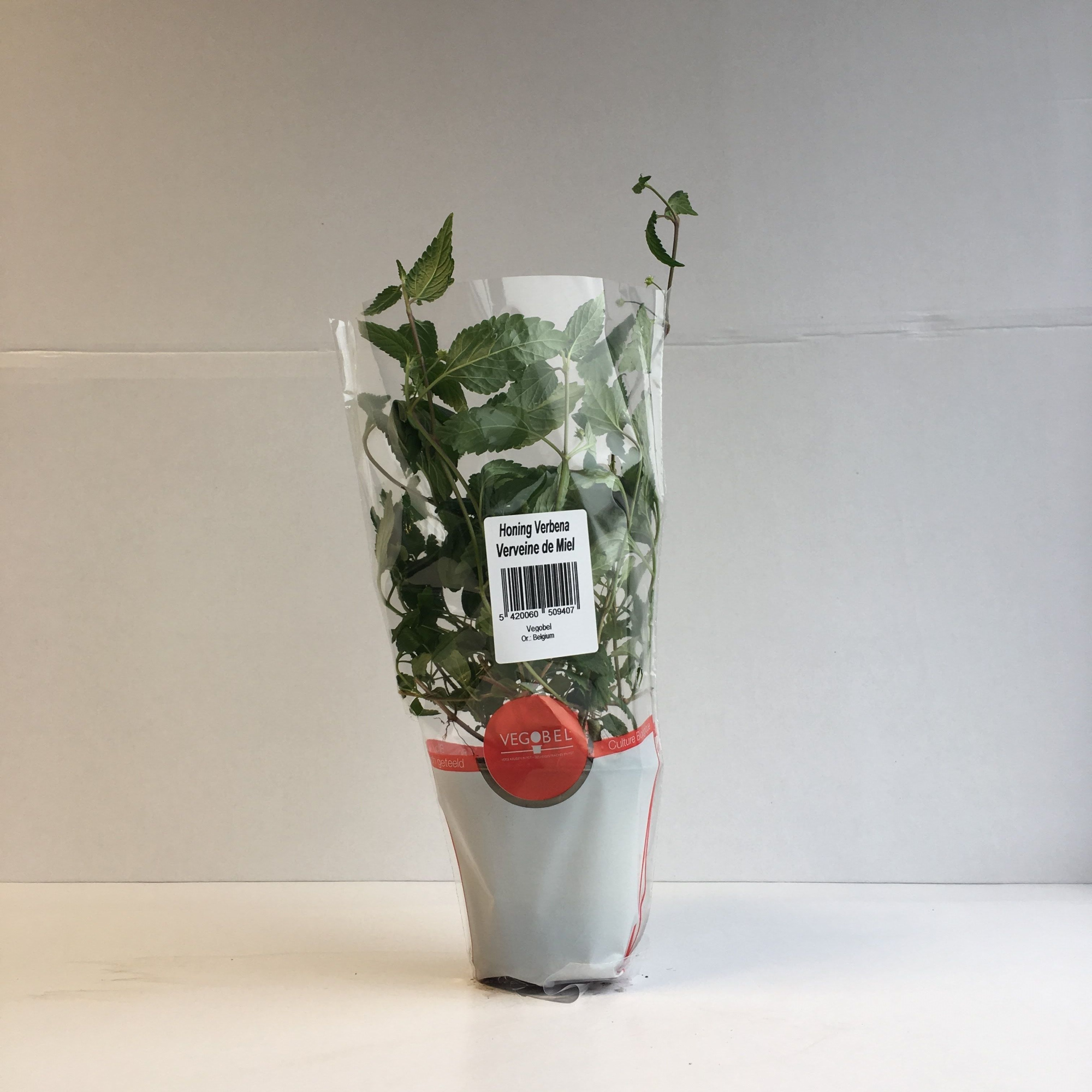 Verbena Honing P9, D 9 cm