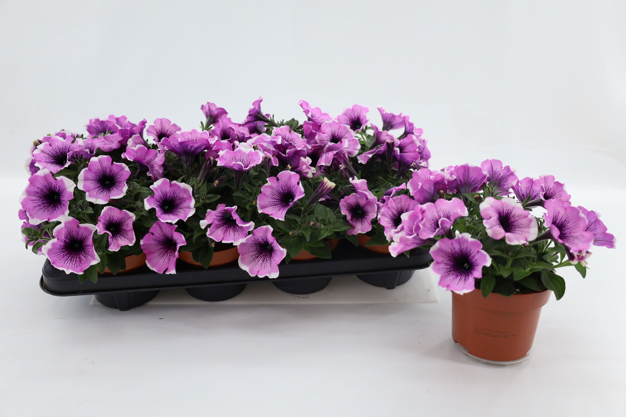 Petunia Lavender Blush, D 13