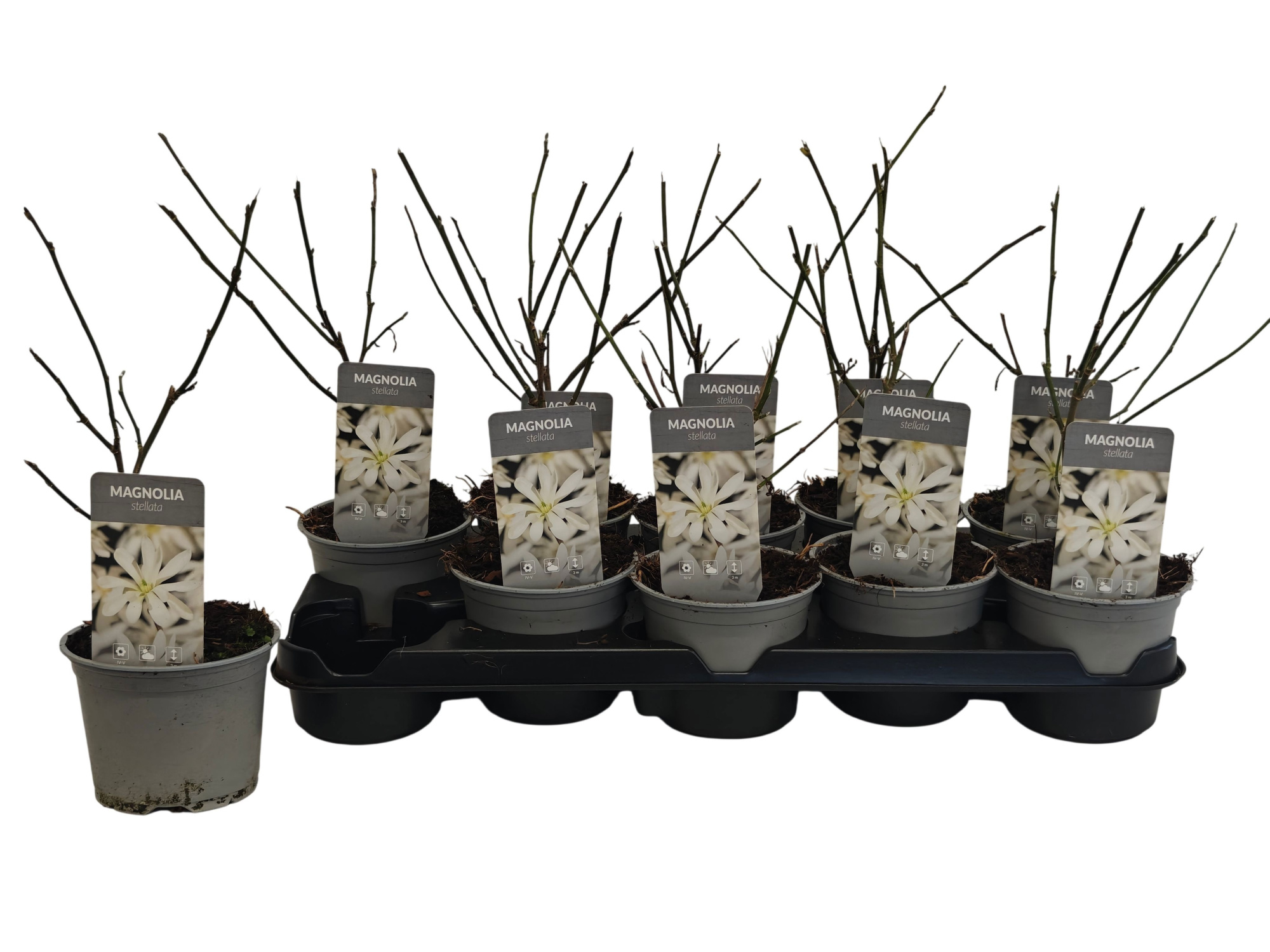 Magnolia stellata P12, D 12