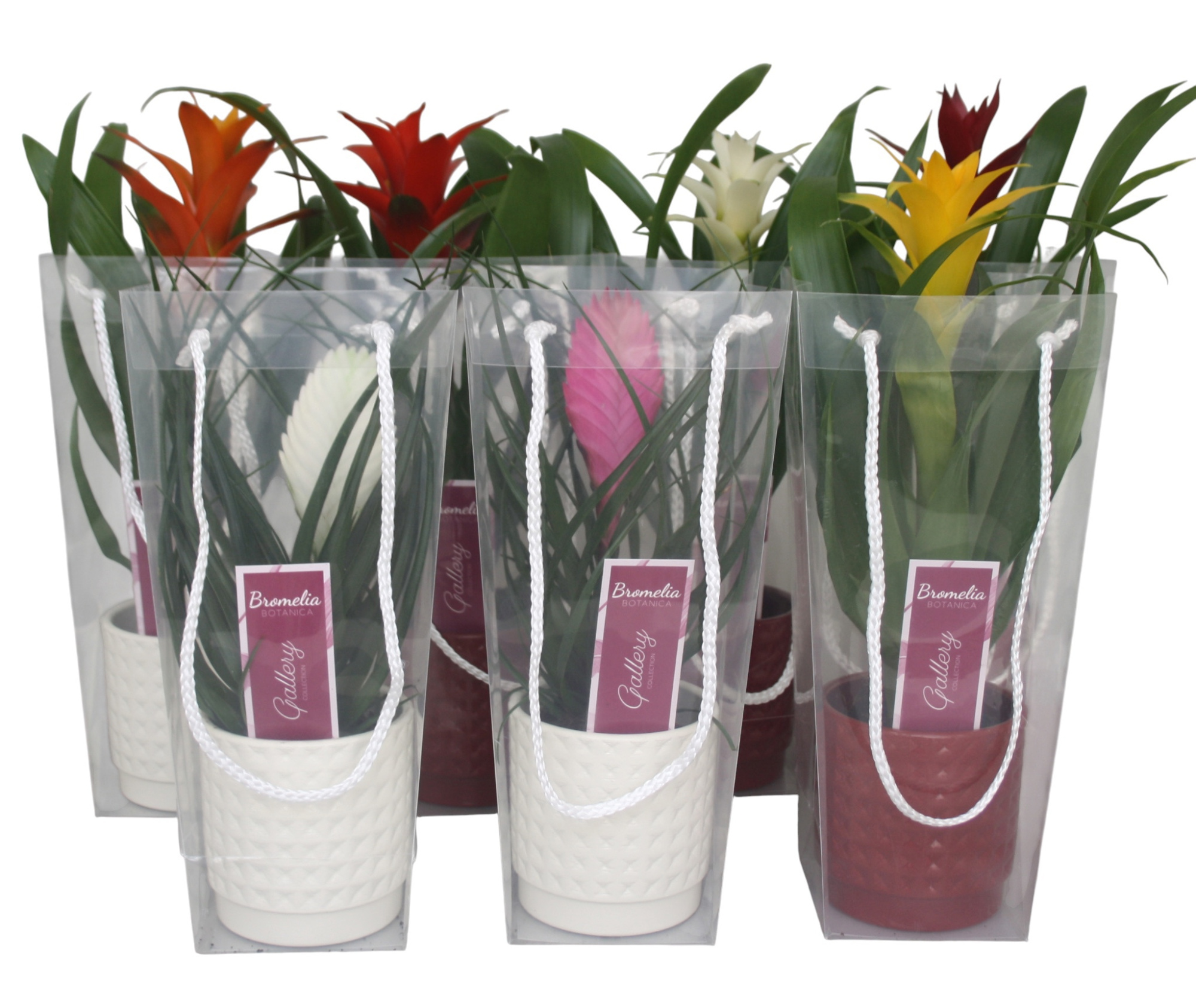 Bromelia gemengd in rood en wit ruit keramiek in blanco draagtas, D 10