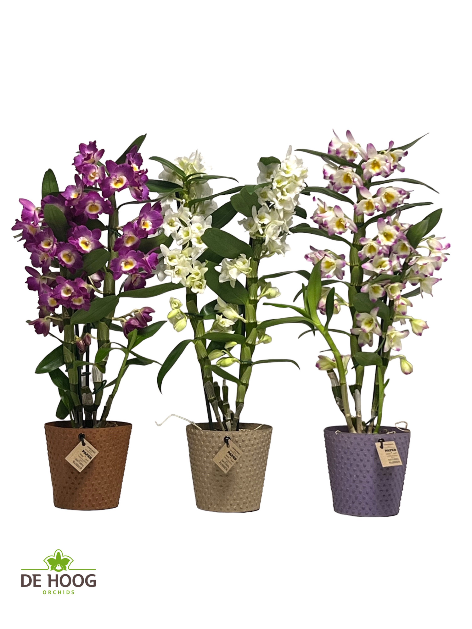 Dendrobium Nobile 2 stam gemengd in Paperpot 3 kleuren, D 12