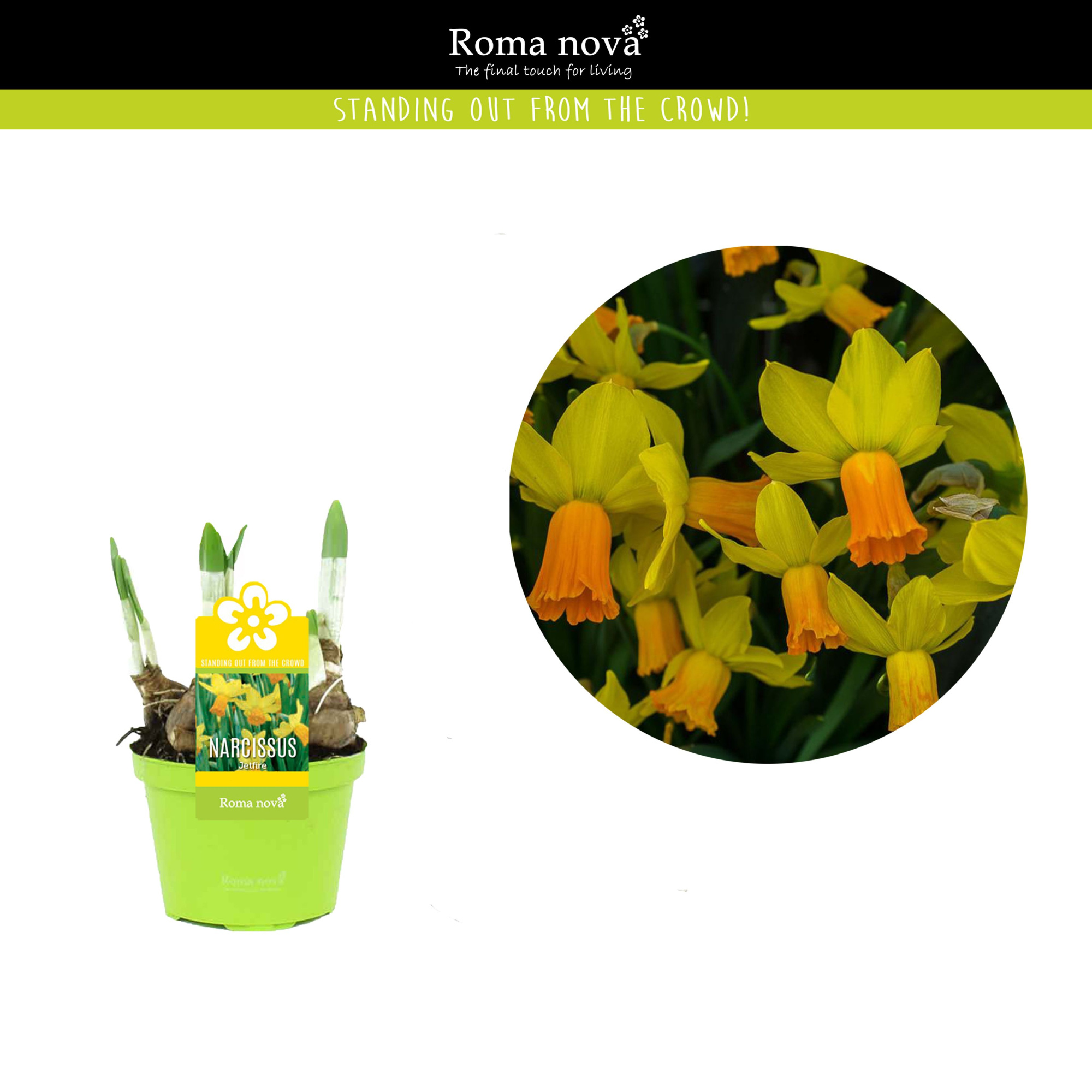 Narcissus Jetfire 9cm, D 9